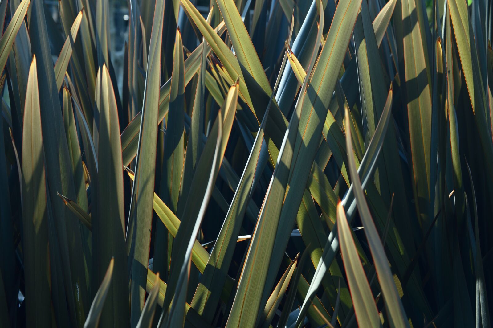 Nikon D3200 sample photo. Outdoors, botany, beautiful photography