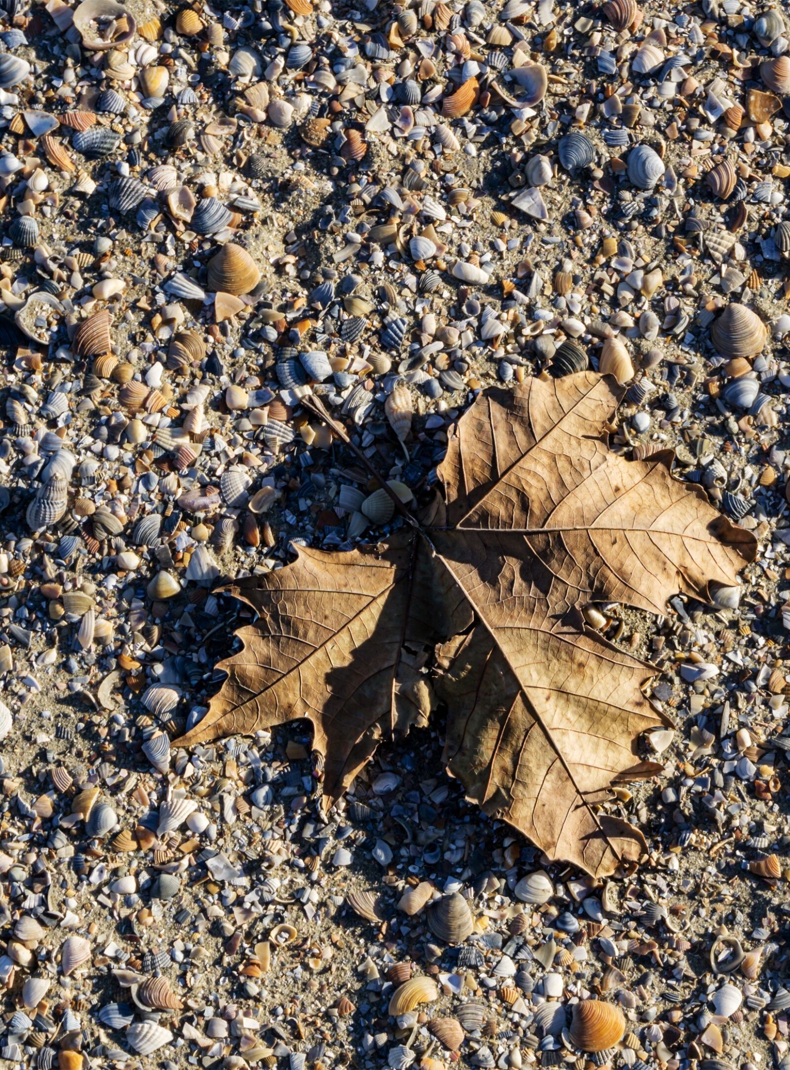 Sony a6000 sample photo. Leaf, sand, shadow photography