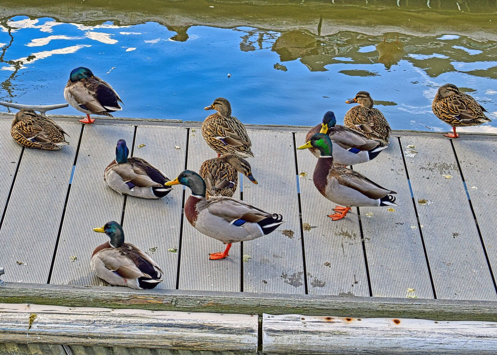 Nikon D3300 sample photo. Ducks, mallard, bird photography