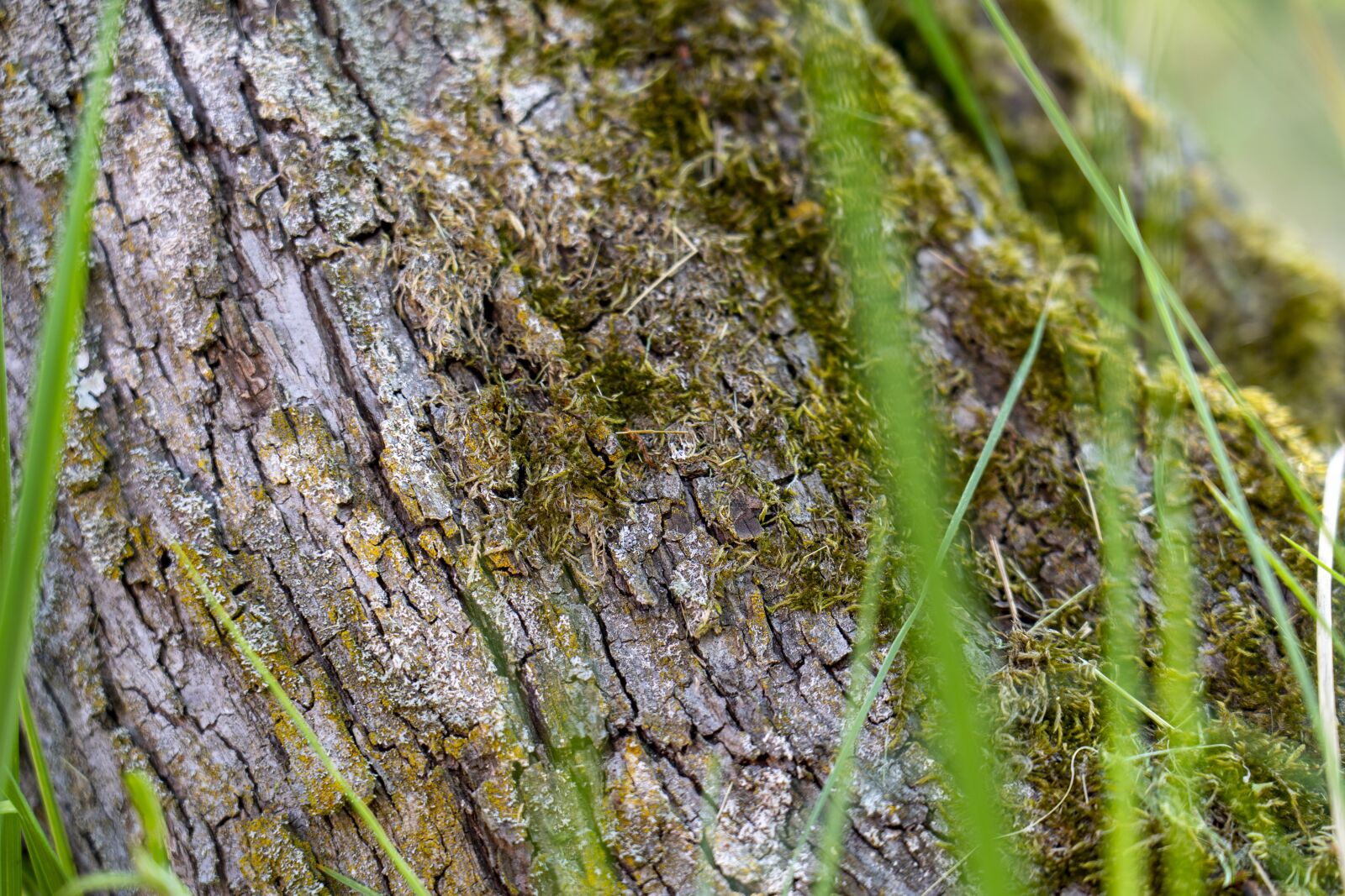 Sony a7 III sample photo. Bark, moss, nature photography