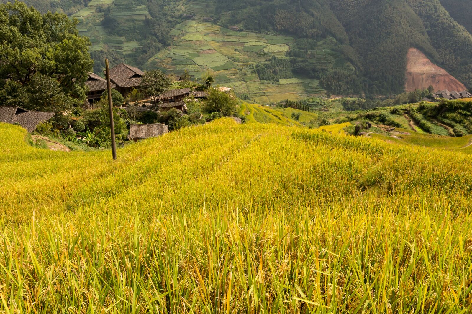 Nikon D610 sample photo. Longji terrace, china, rice photography