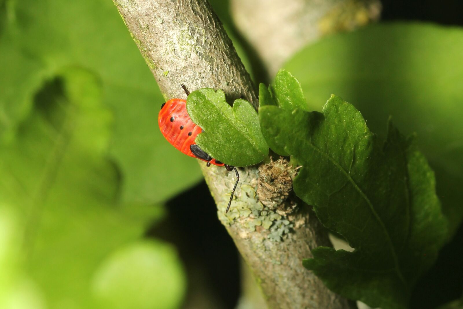 Canon EOS 60D sample photo. Beetle, camouflage, green photography