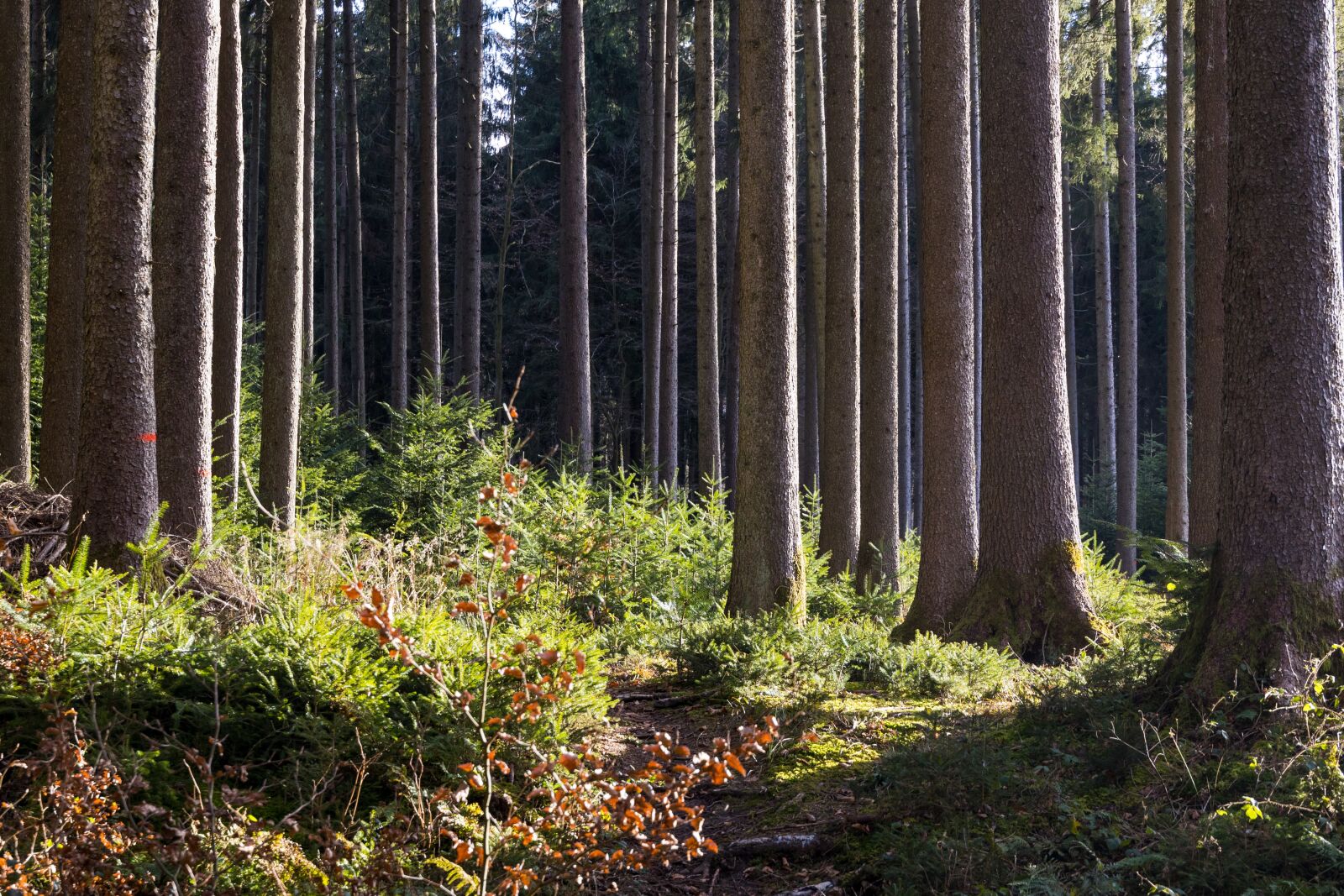 Canon EOS R sample photo. Trees, light, forest photography
