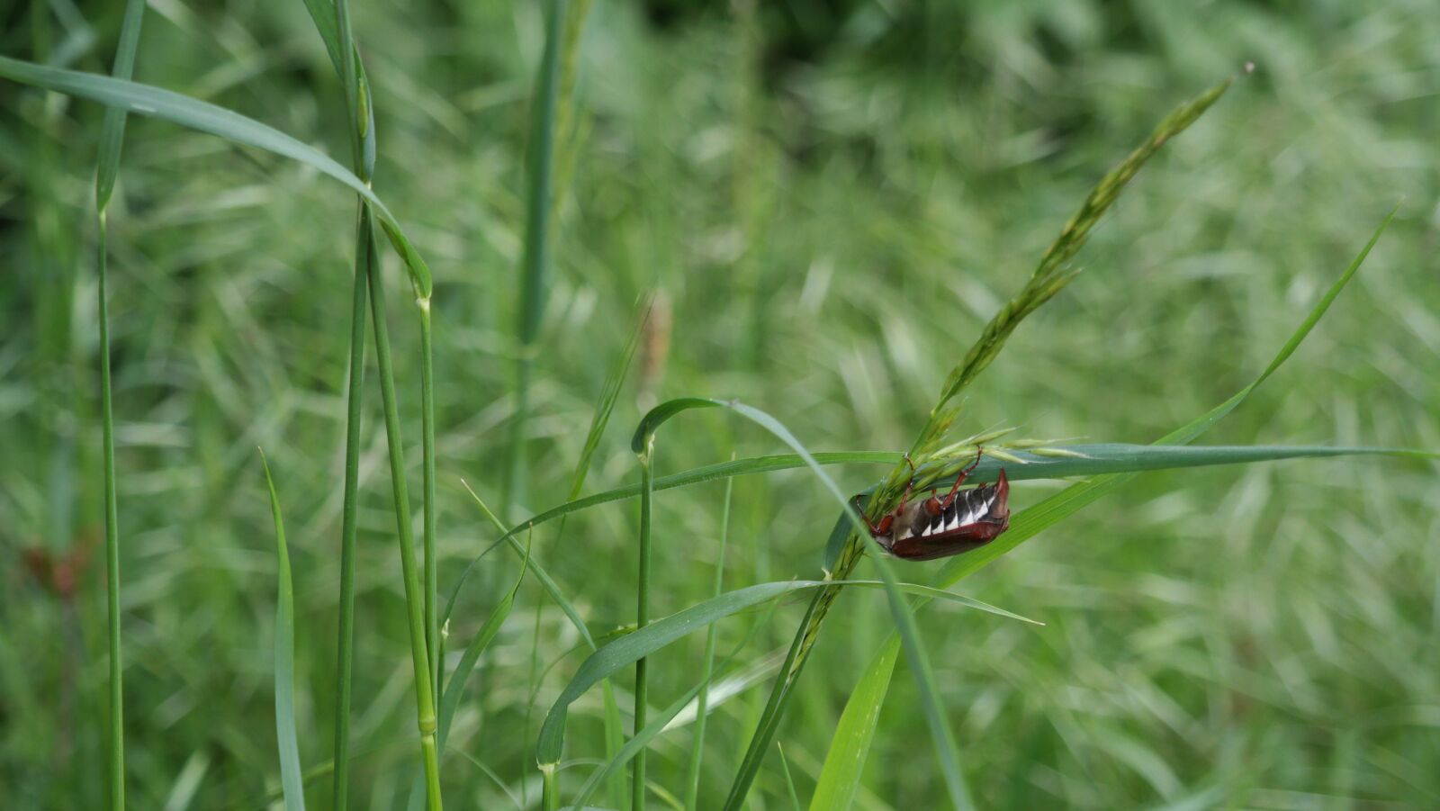 Samsung NX2000 sample photo. Beetle, grass, nature photography