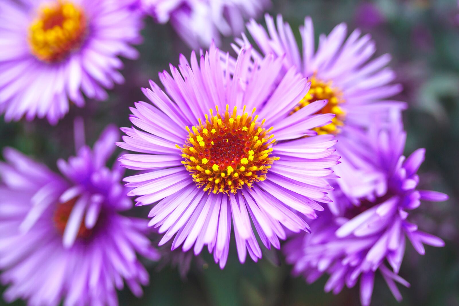 Canon EOS 500D (EOS Rebel T1i / EOS Kiss X3) sample photo. Astra, violet, flower photography