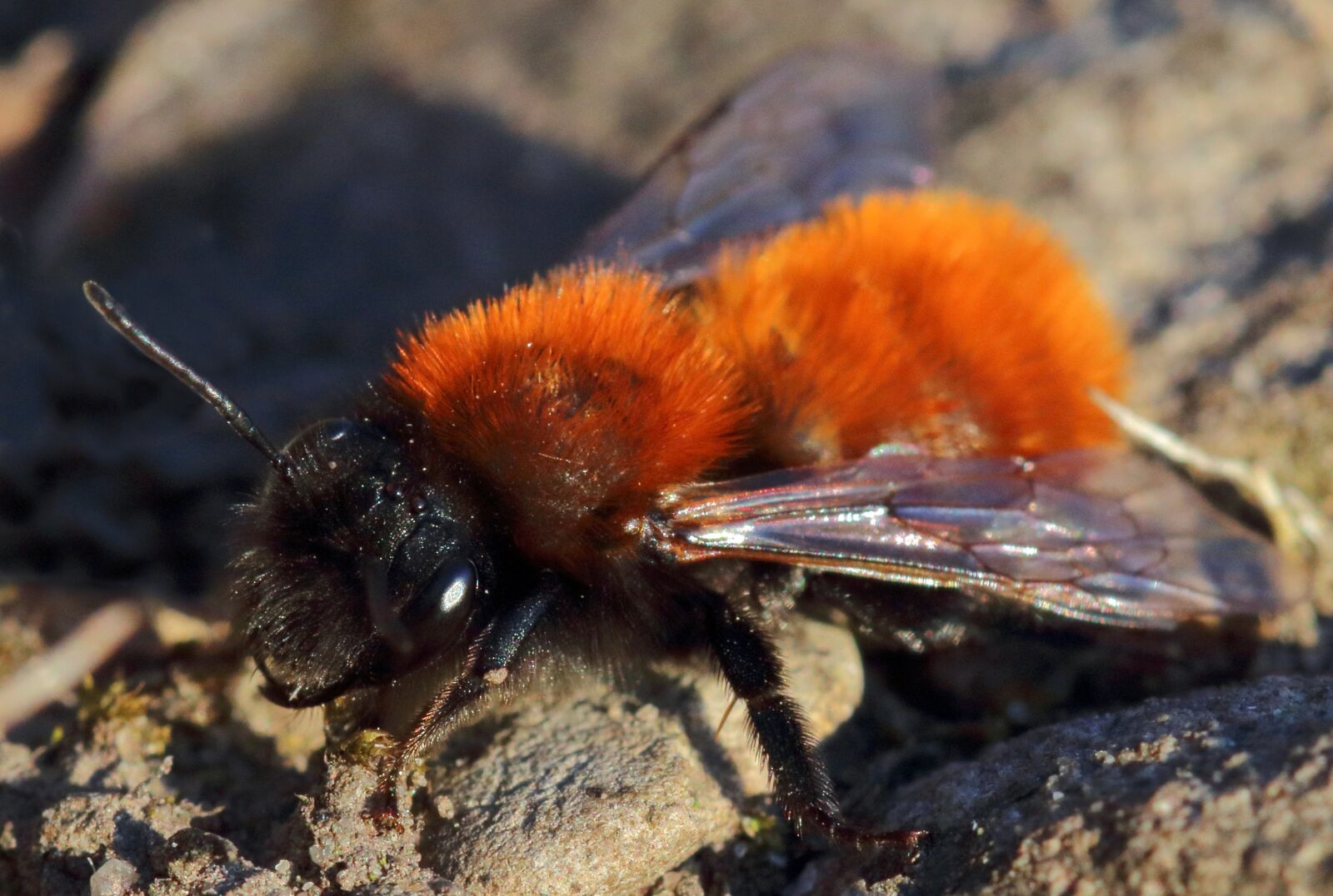 Canon EOS 80D sample photo. Tawny mining bee, insect photography