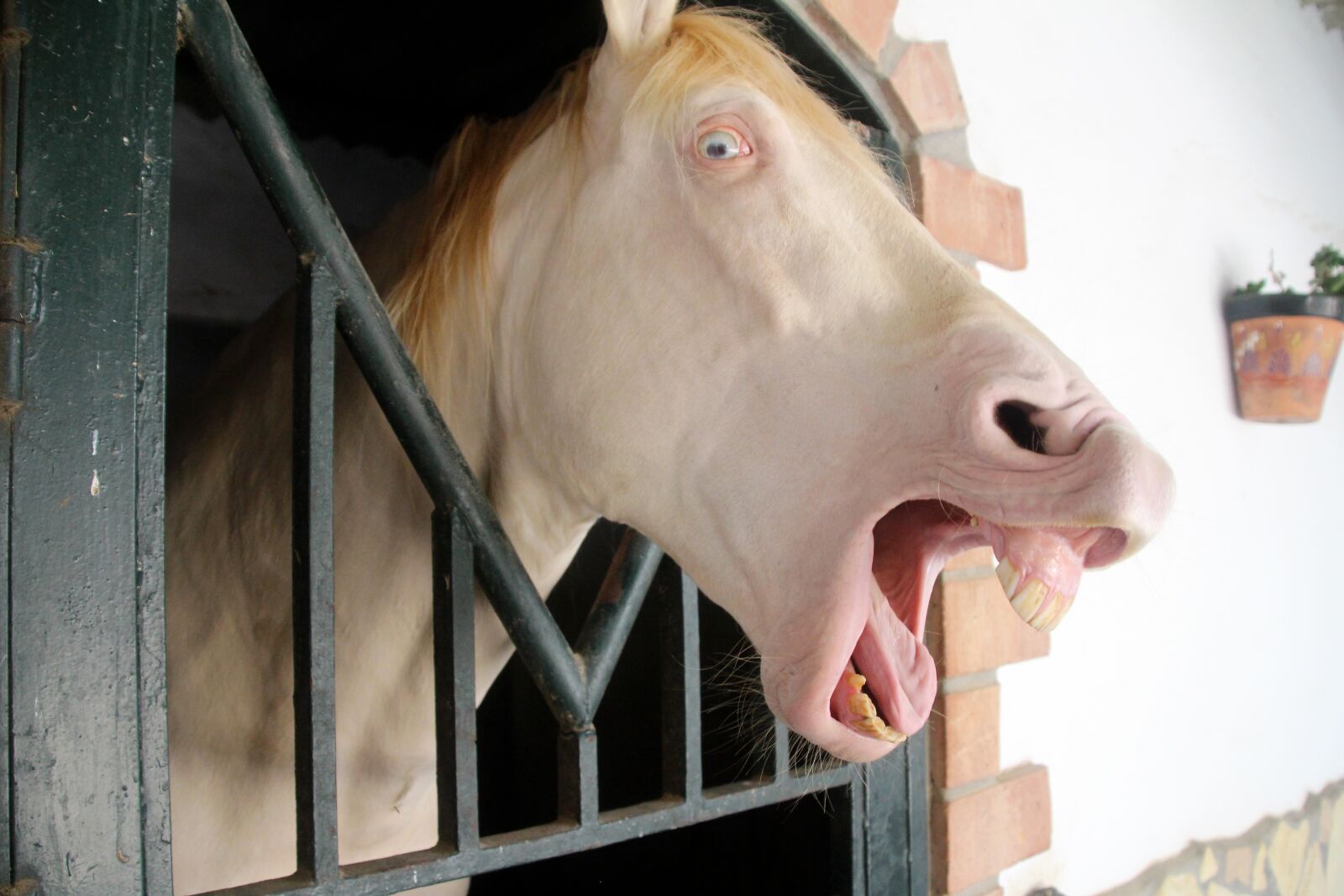 Canon EOS 700D (EOS Rebel T5i / EOS Kiss X7i) sample photo. Albino, horse, albino horse photography
