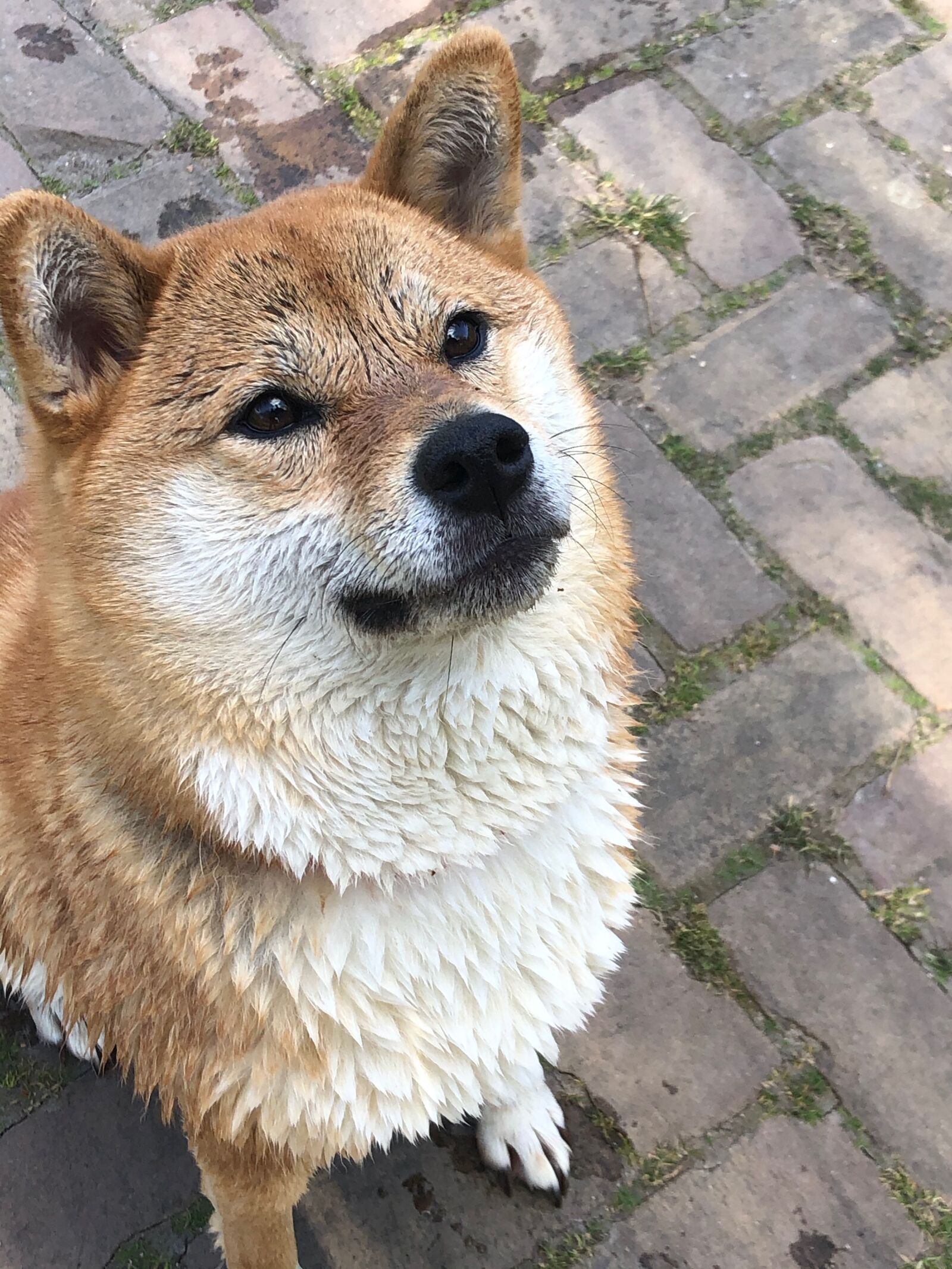 iPhone 8 Plus back dual camera 3.99mm f/1.8 sample photo. Shiba inu, dirty dog photography