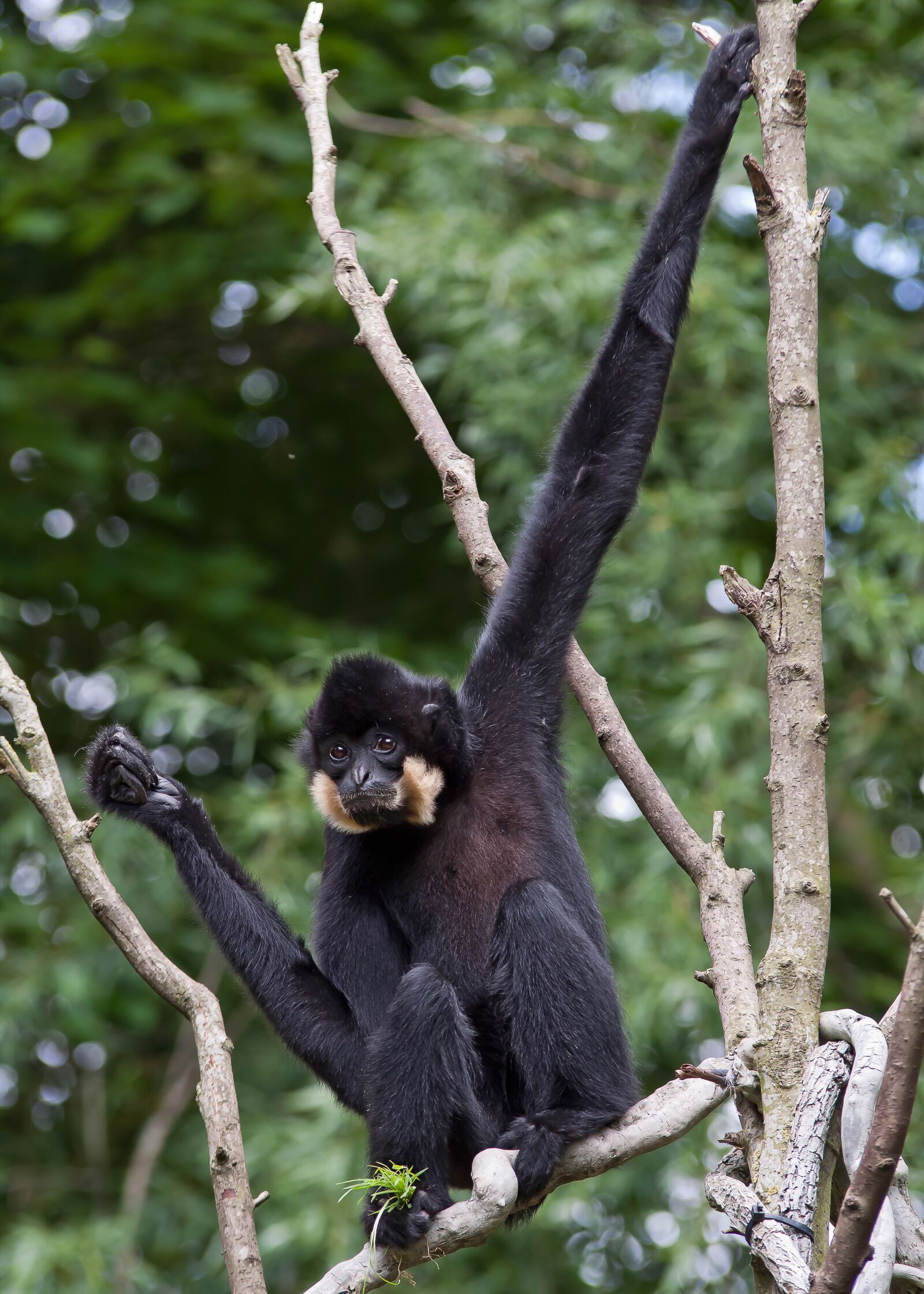 Canon EOS 50D sample photo. Monkey, tree, climb photography