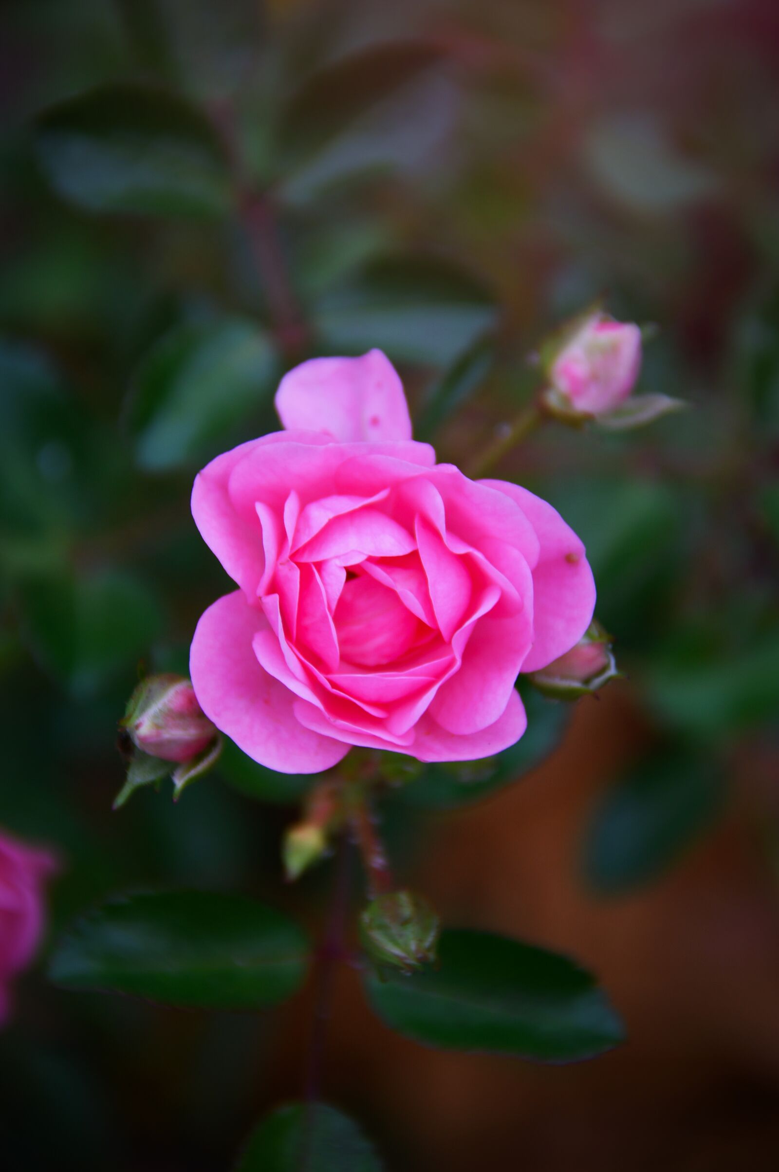 Nikon D3200 sample photo. Pink, rose, autumn rose photography