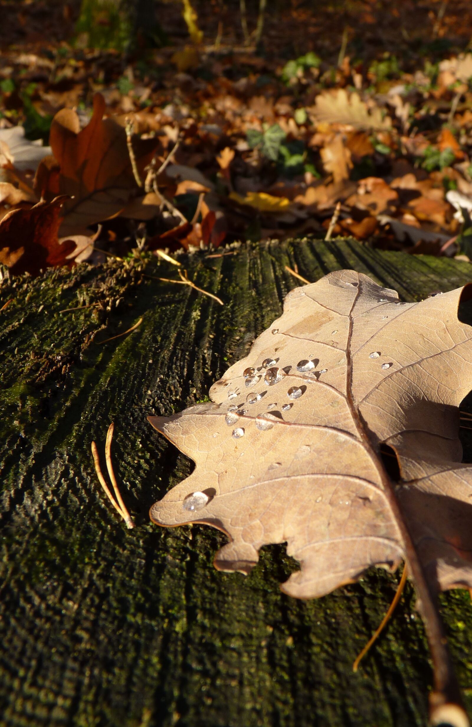 Panasonic Lumix DMC-FZ35 (Lumix DMC-FZ38) sample photo. Leaf, autumn, drop of photography