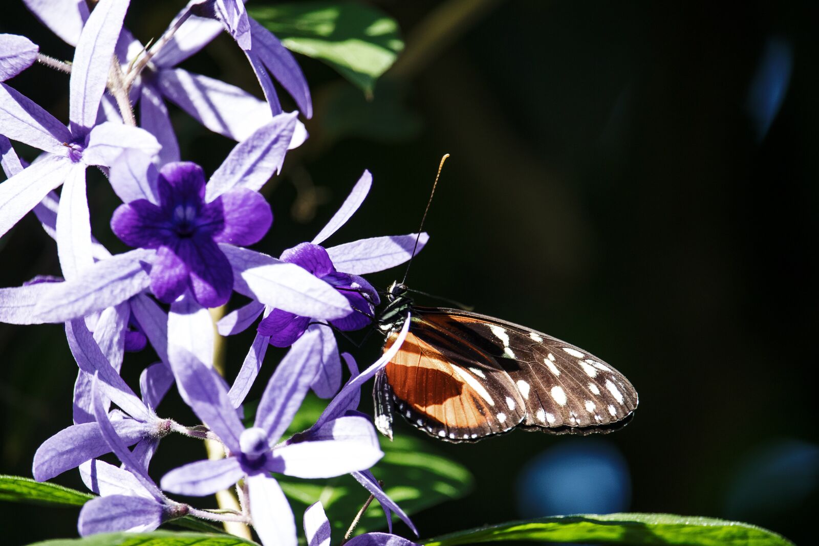 Canon EF-S 55-250mm F4-5.6 IS STM sample photo. Butterfly, animal, animal world photography