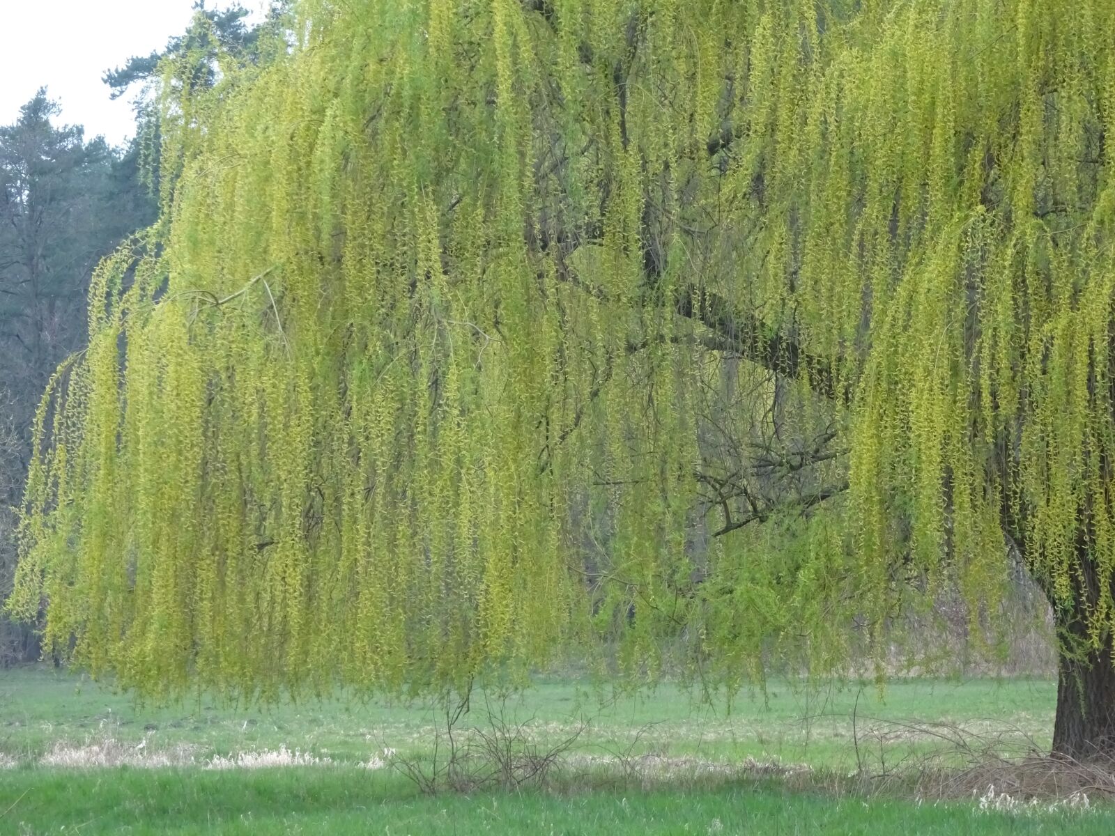 Sony Cyber-shot DSC-WX350 sample photo. Hair beautiful, pasture, spring photography