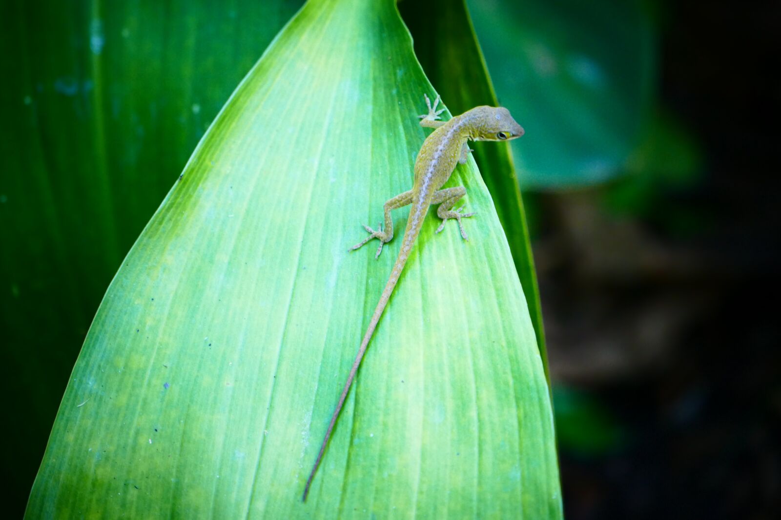 Panasonic Lumix DMC-FZ1000 sample photo. Lizard, anole, reptile photography