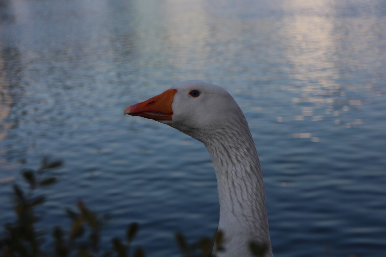 Canon EOS M sample photo. Duck, goose, lake photography