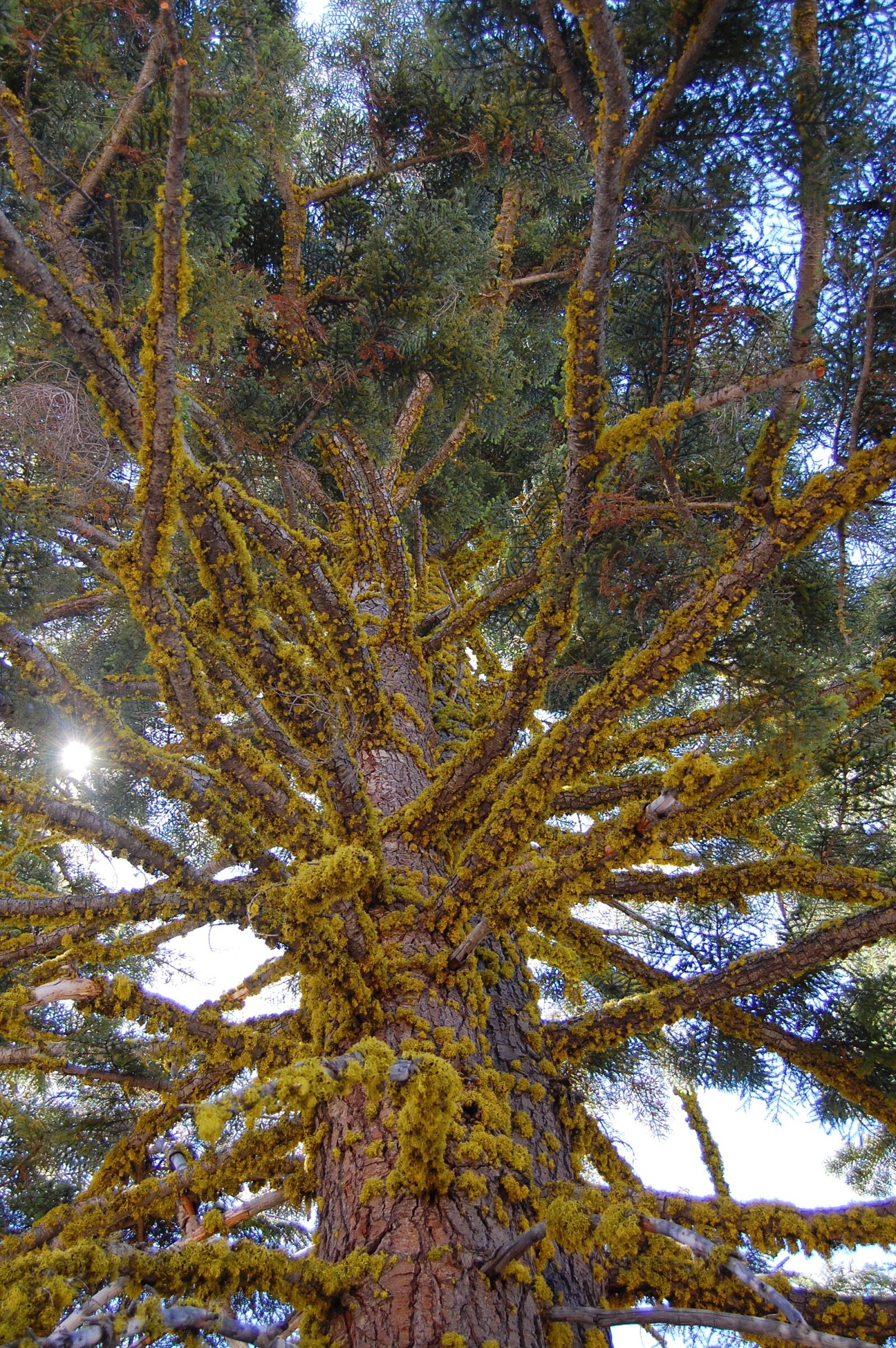 Nikon D40 sample photo. Conifer, moss, covered photography