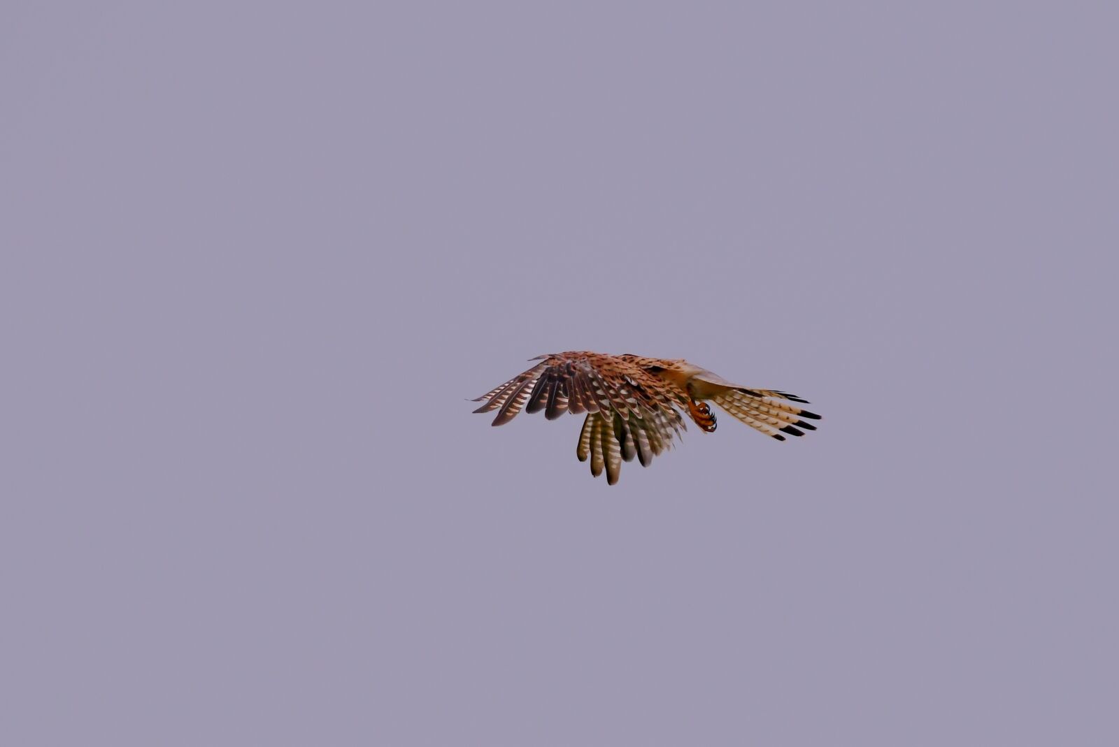 Nikon D500 sample photo. Valk, bird, nature photography