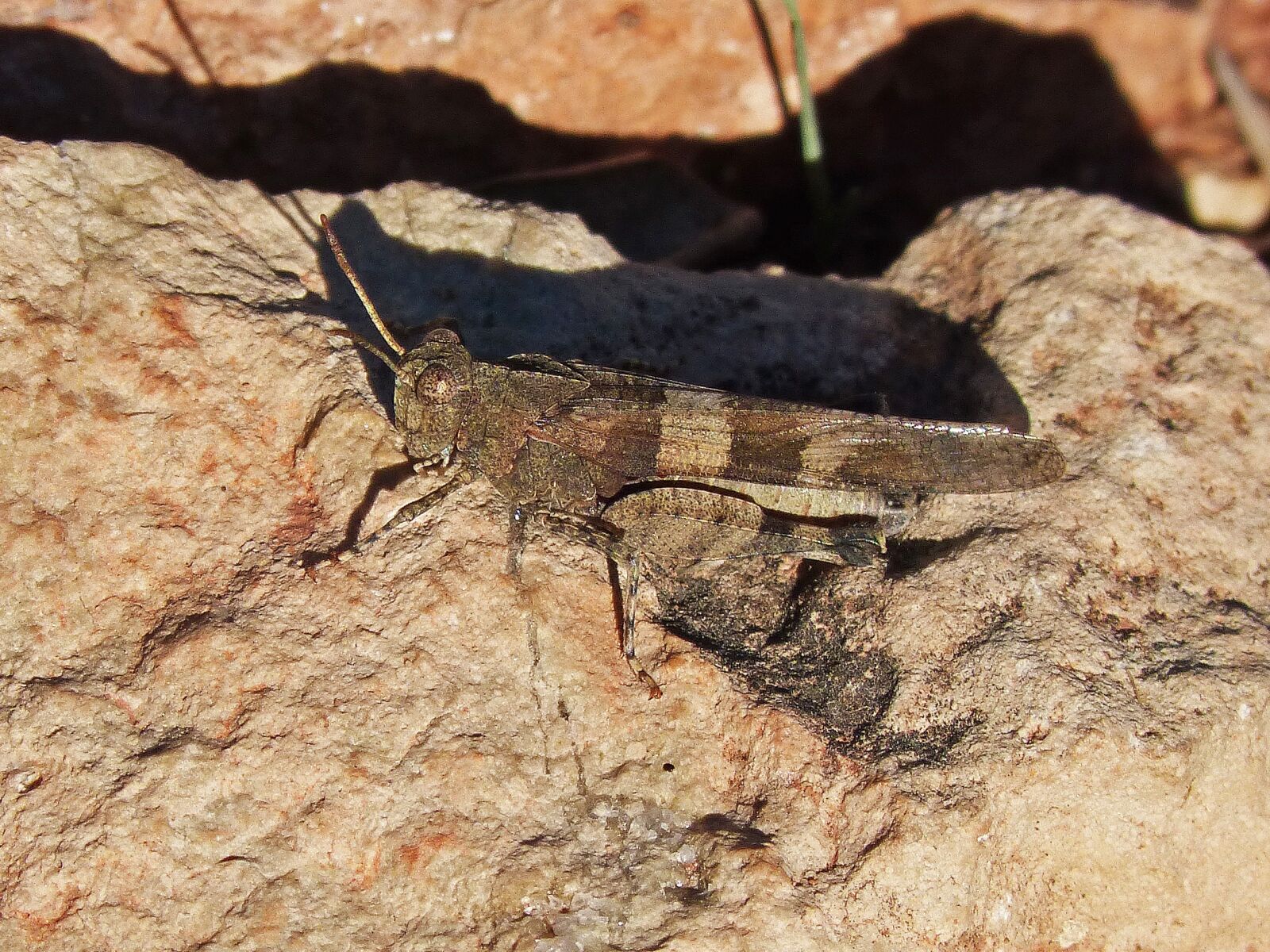 Panasonic DMC-FZ62 sample photo. Grasshopper, lobster, brown photography