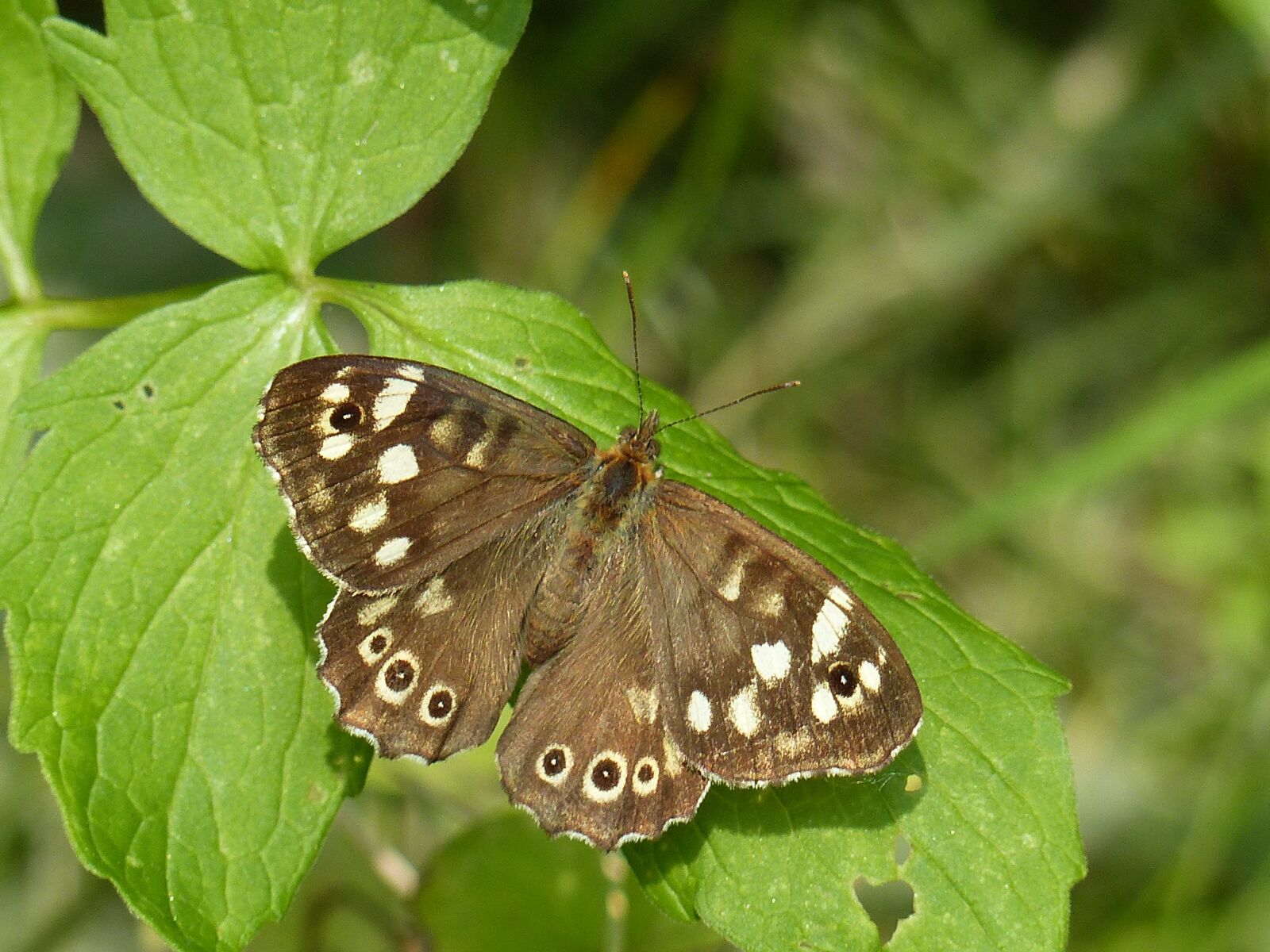 Panasonic Lumix DMC-FZ200 sample photo. Butterfly, nature, netherlands photography