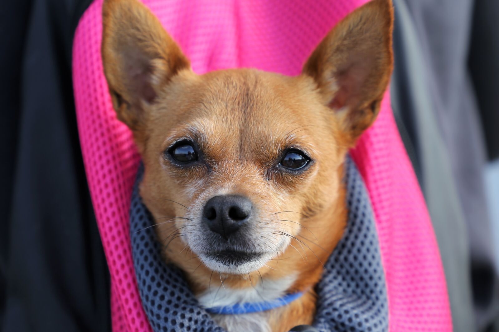 Canon EOS 6D sample photo. Little dog in bag photography