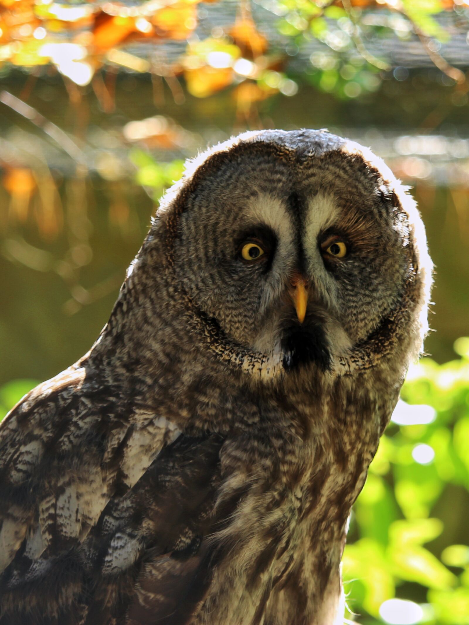 Canon EOS 1300D (EOS Rebel T6 / EOS Kiss X80) sample photo. Bart owl, strix nebulosa photography