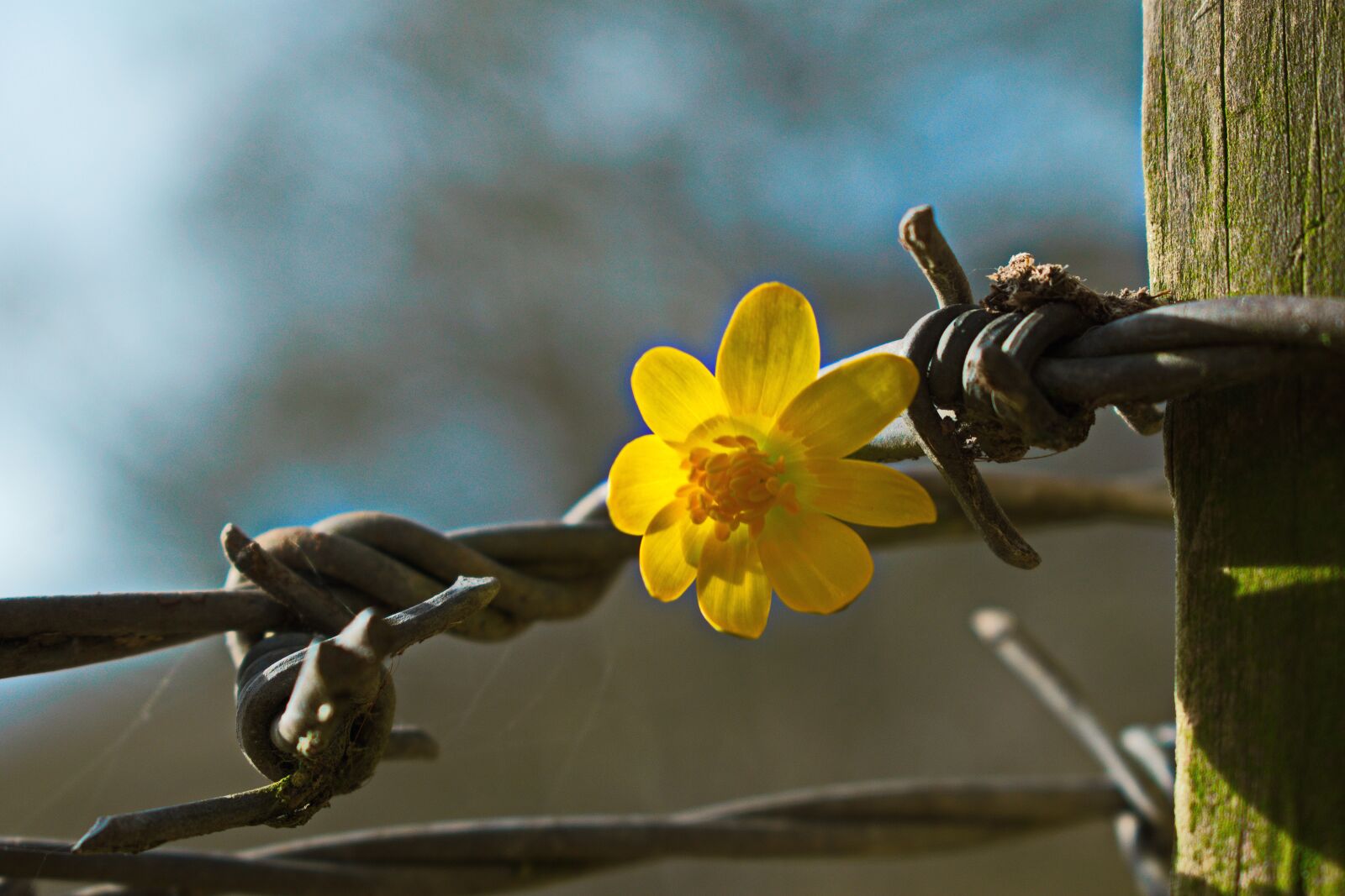 Nikon D3300 sample photo. Differences, contrast, different photography