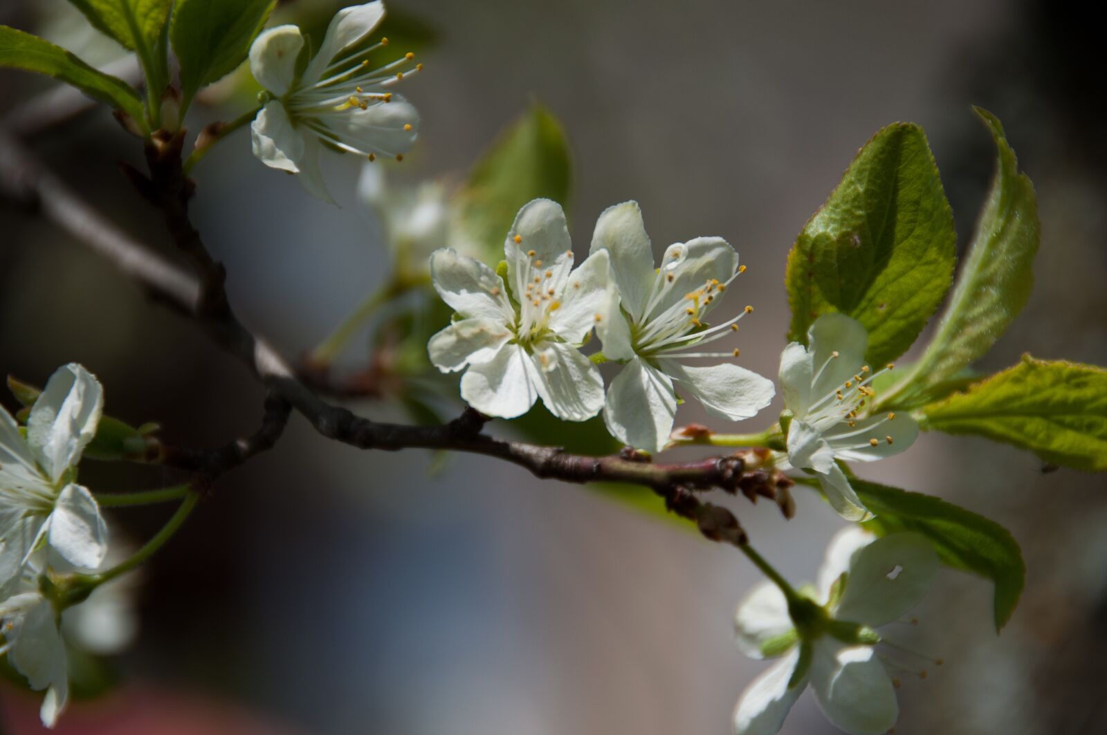 Nikon D5000 sample photo. Blossom, bloom, spring photography