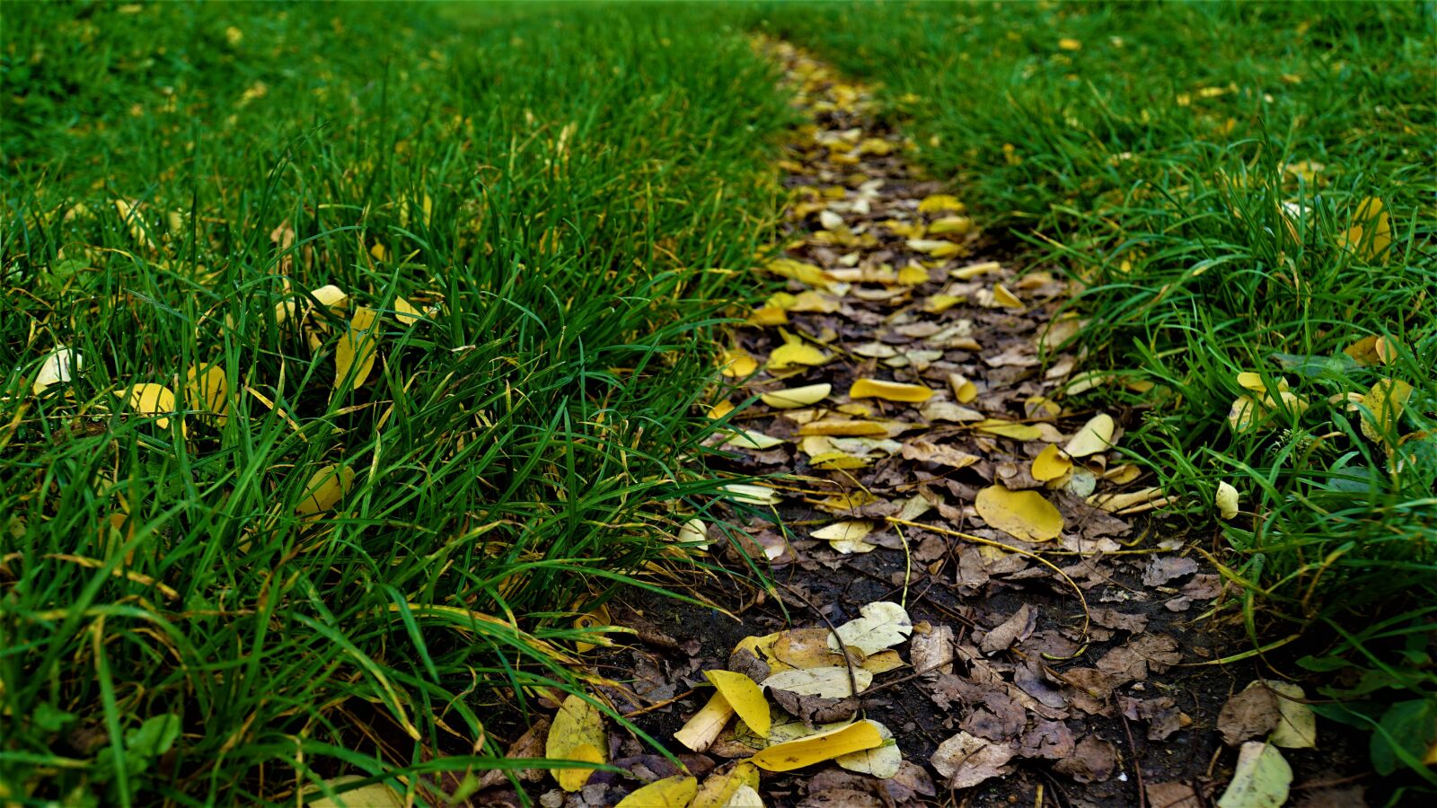 Sony E 18-200mm F3.5-6.3 OSS LE sample photo. Away, autumn, grass photography