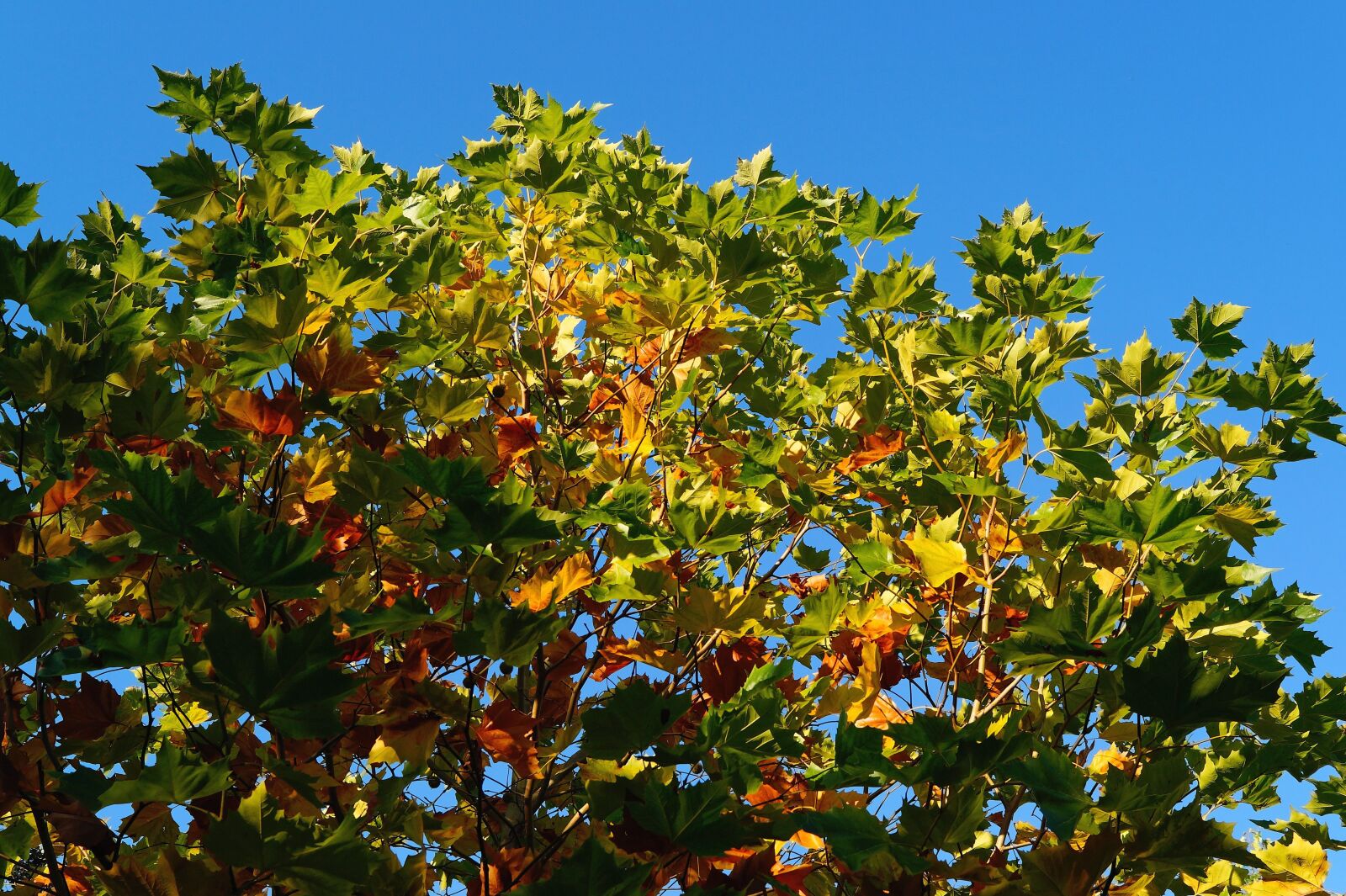 Sony SLT-A58 + Sony DT 30mm F2.8 Macro SAM sample photo. Tree, autumn, light photography