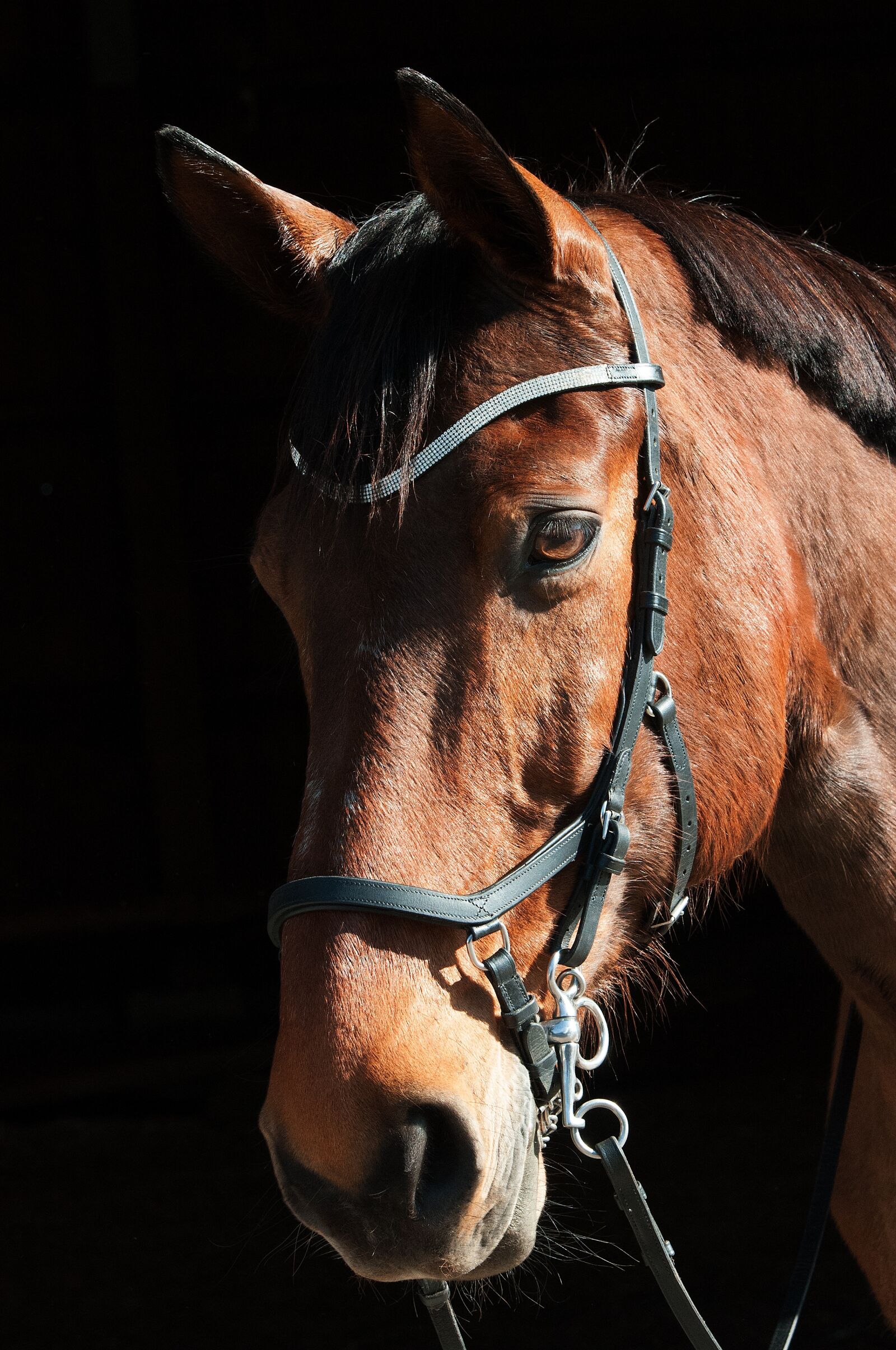 Nikon D300 sample photo. Animal, horse, portrait photography