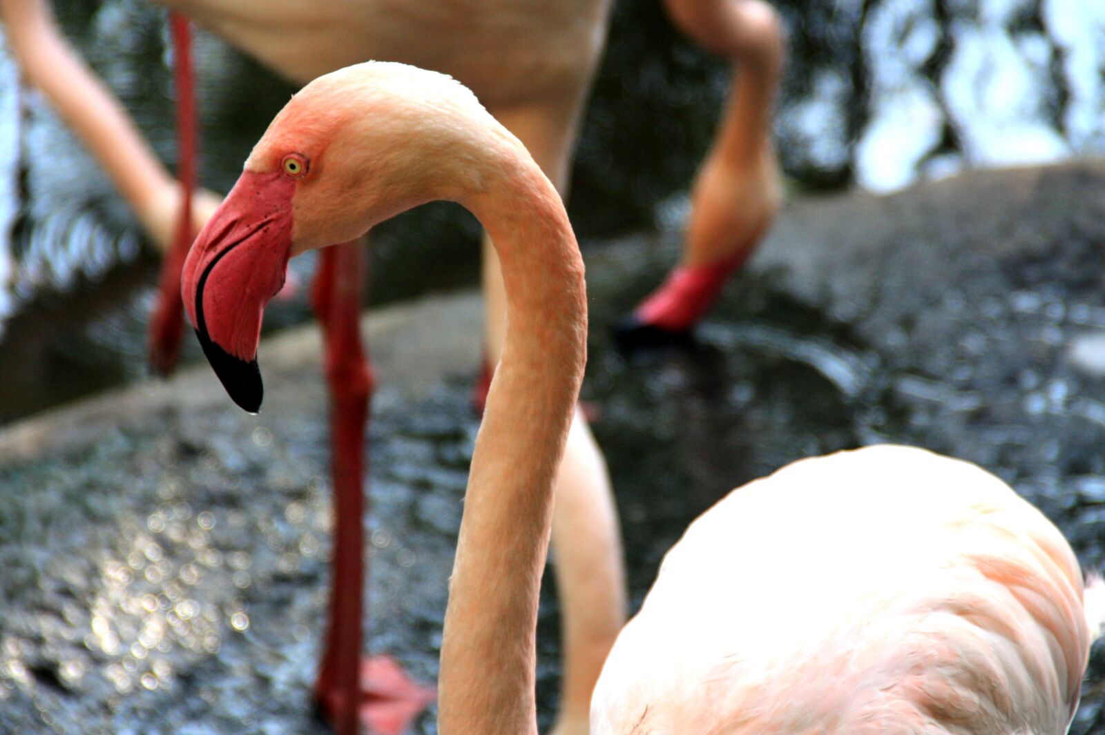 Canon EOS 450D (EOS Rebel XSi / EOS Kiss X2) sample photo. Flamingo, pink, water bird photography