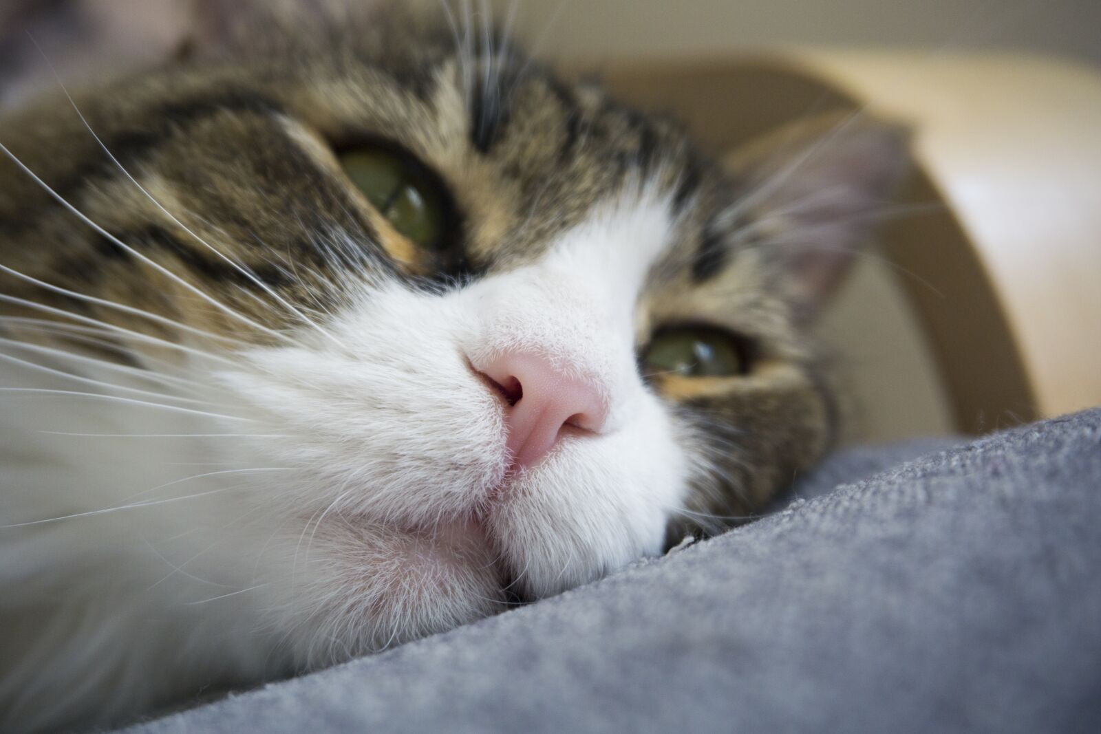 Sony a6000 sample photo. Cat, animal, cute photography