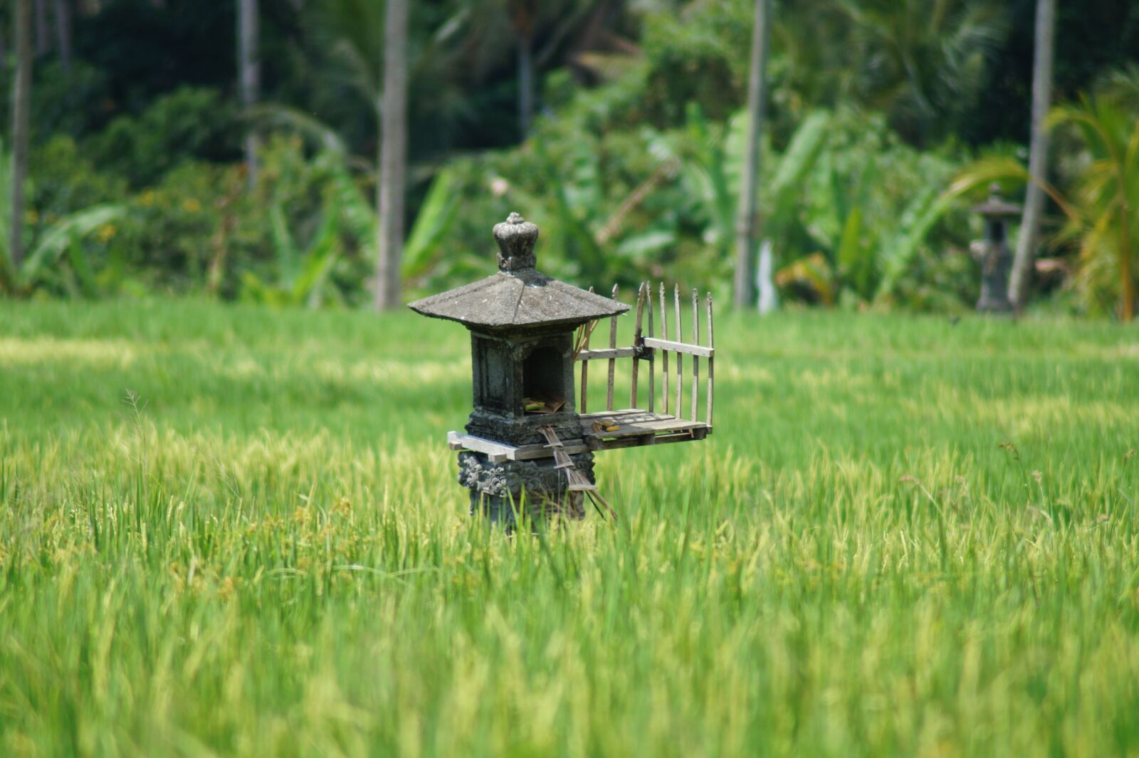 Sony SLT-A58 sample photo. Rice, paddy, bali photography