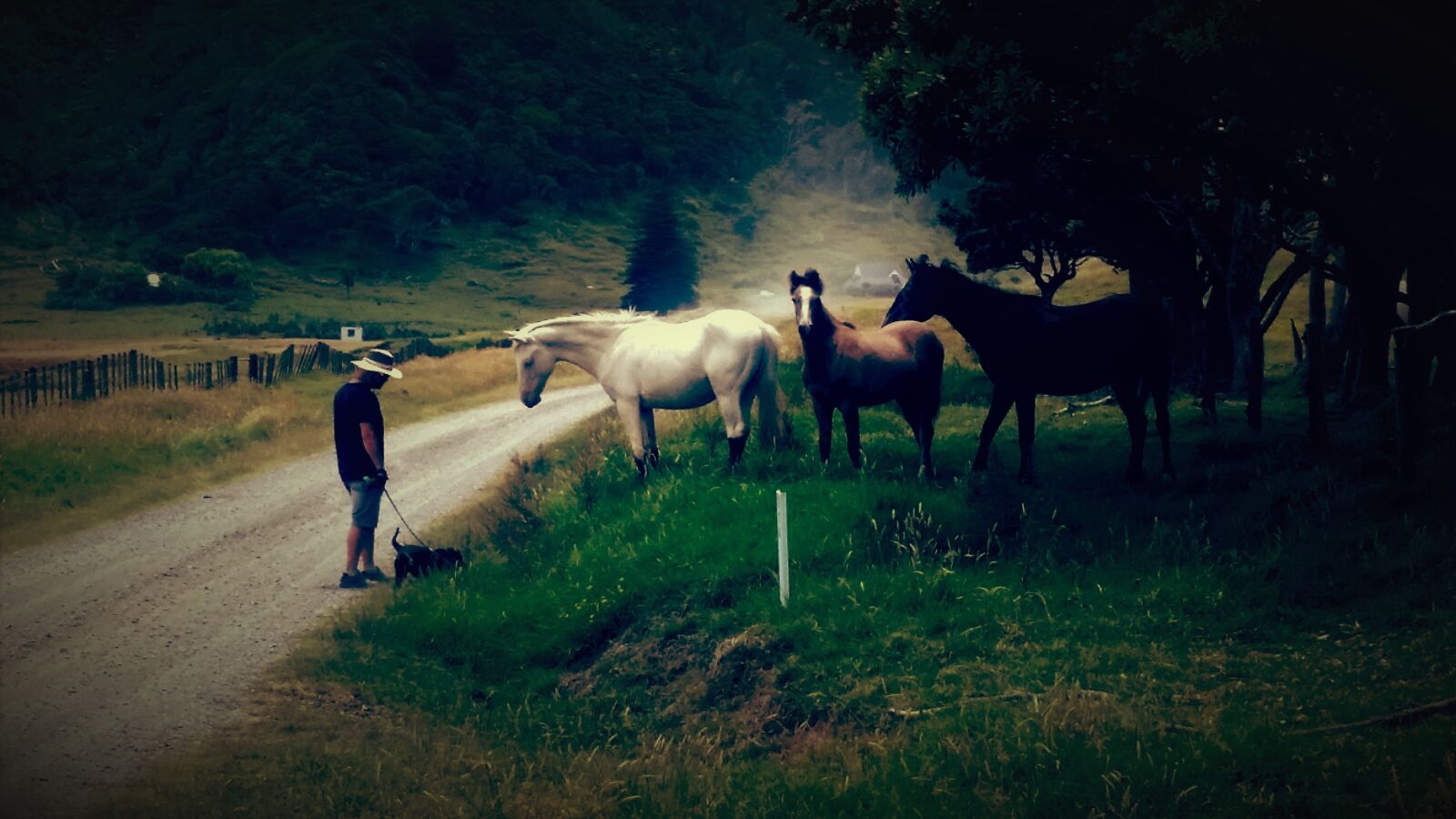 Samsung Galaxy S5 sample photo. Brown, farmer, green, horse photography