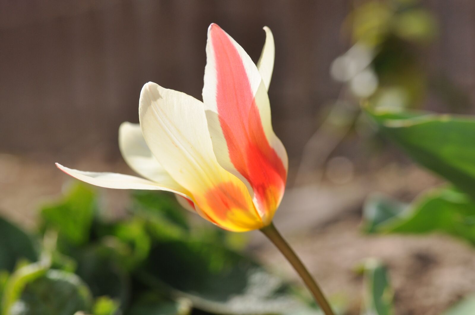 Nikon D90 sample photo. Tulip, spring, blossom photography