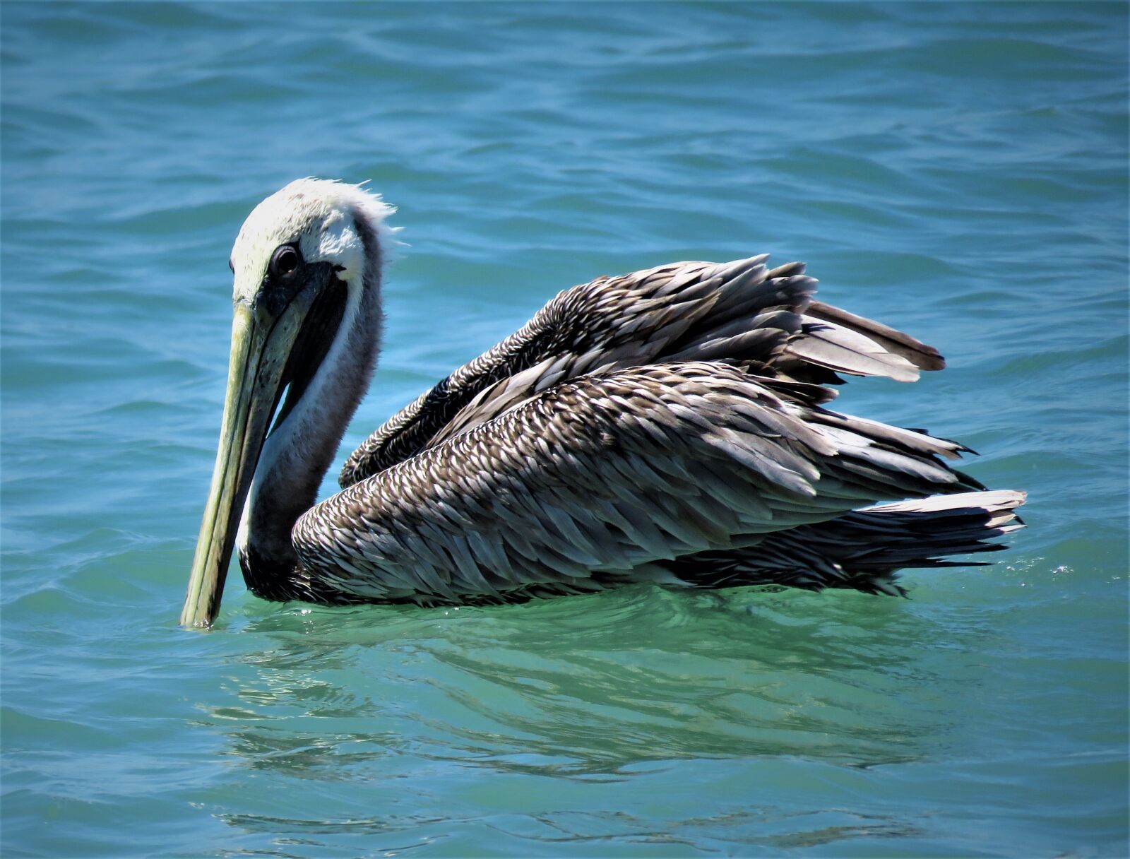 Canon PowerShot SX60 HS sample photo. Pelican, bird, ocean photography