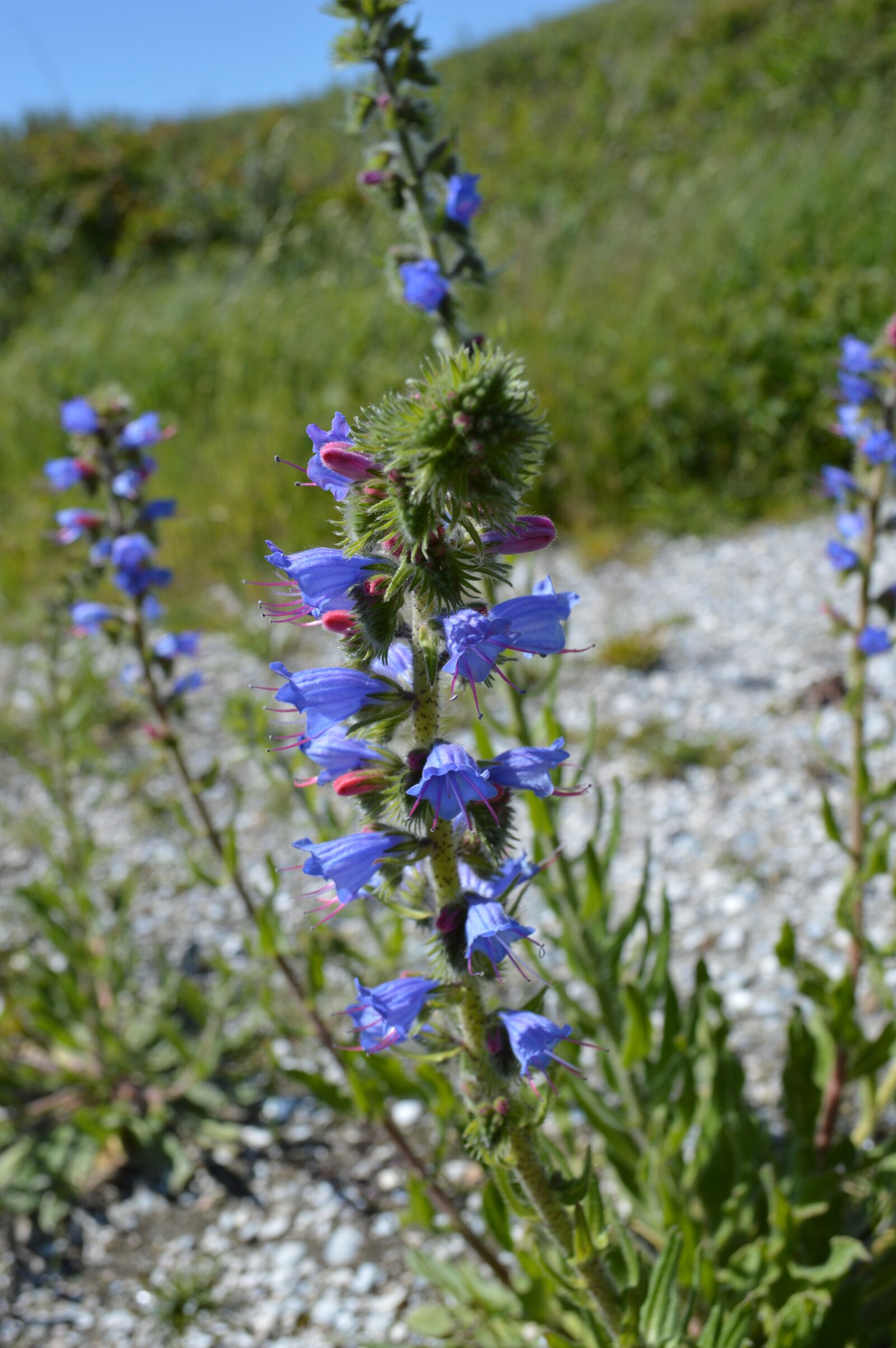 Nikon D3200 sample photo. Plant, flower, blue photography