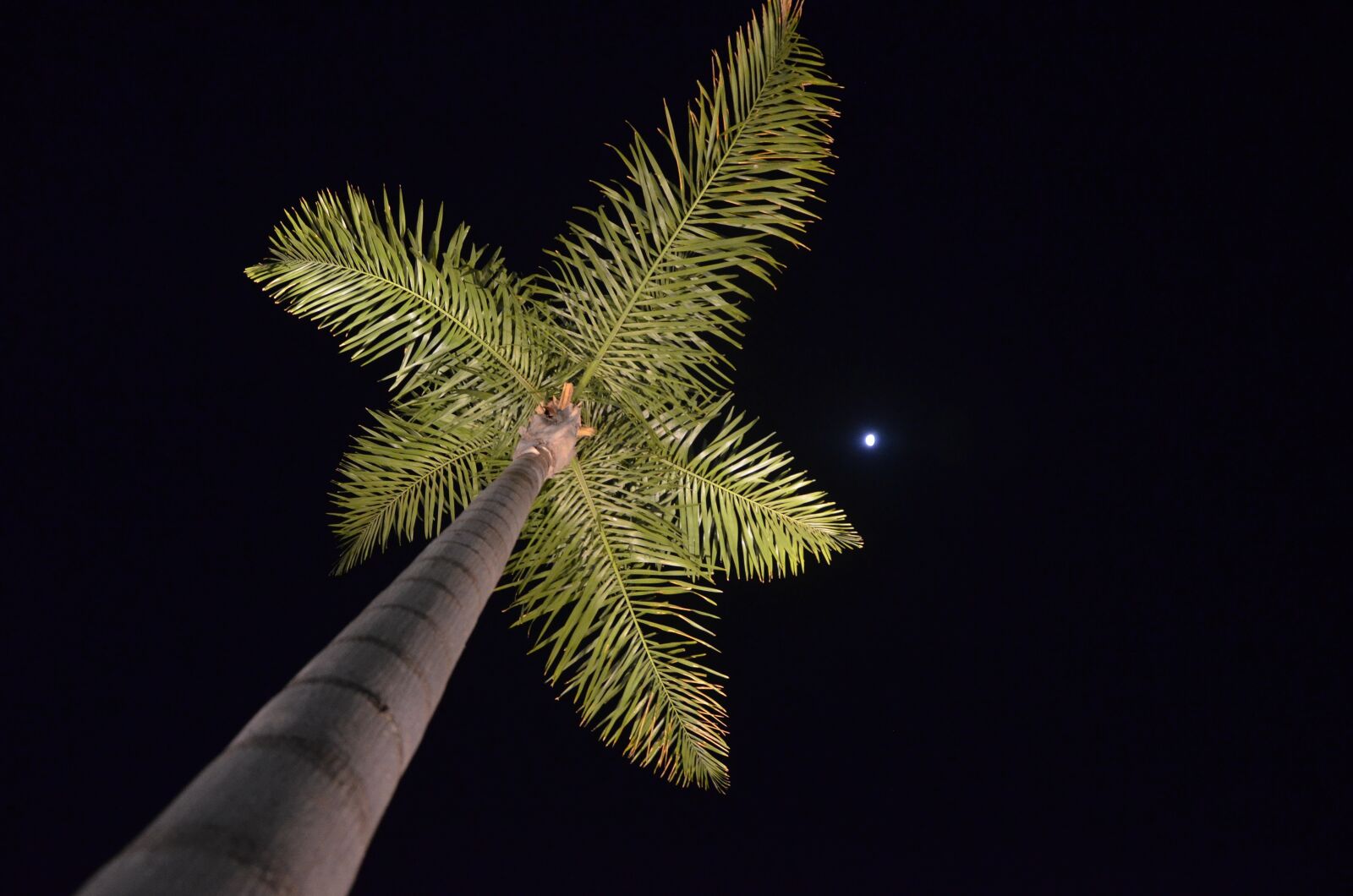 Nikon D5100 sample photo. Palm tree, nocturne, moon photography