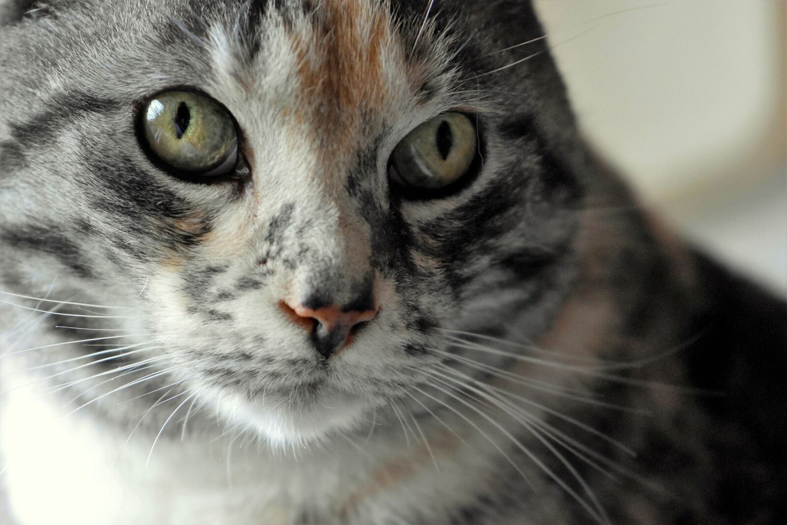 Nikon D5600 sample photo. Cat, domestic cat, cat photography