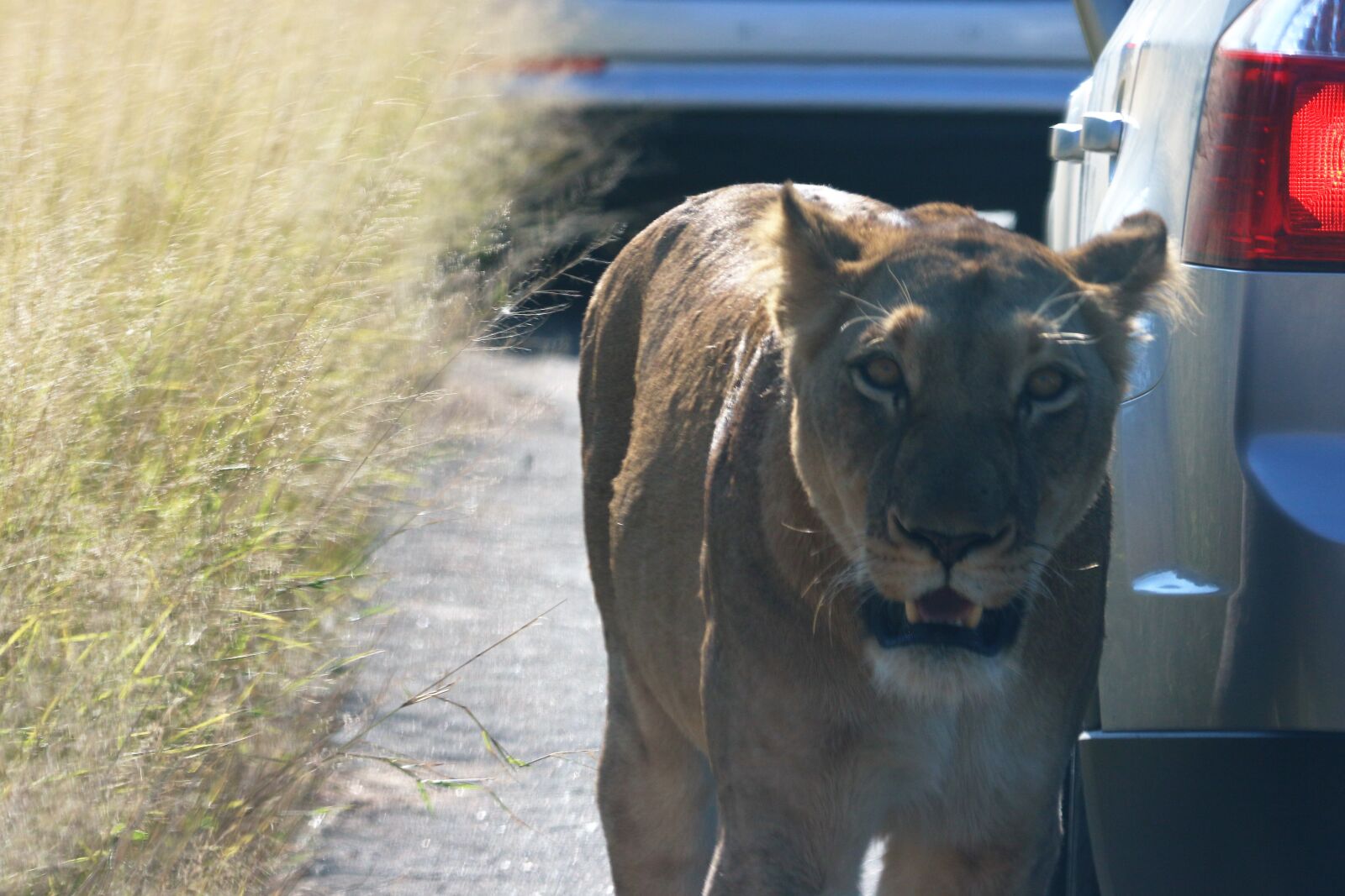 Canon EOS 7D Mark II sample photo. Animal, big, five, cat photography