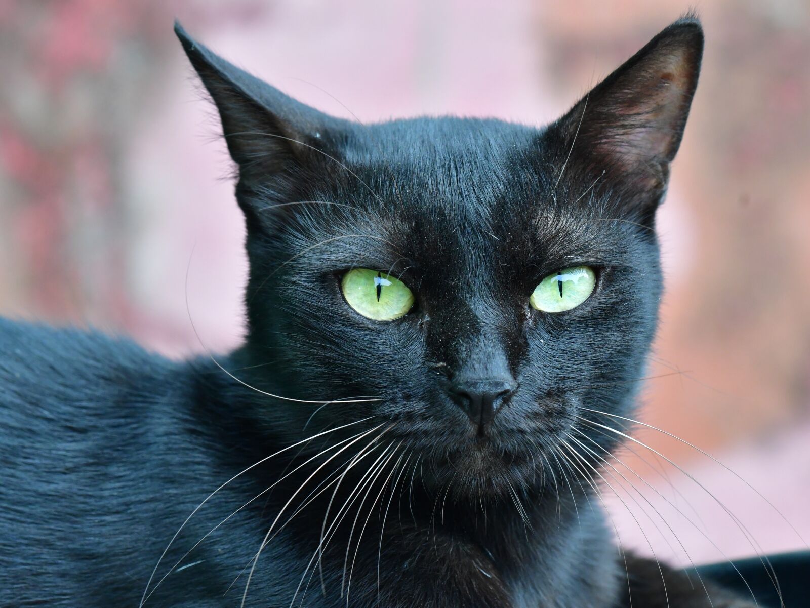 Nikon D500 sample photo. Black cat, fluffy, eyes photography