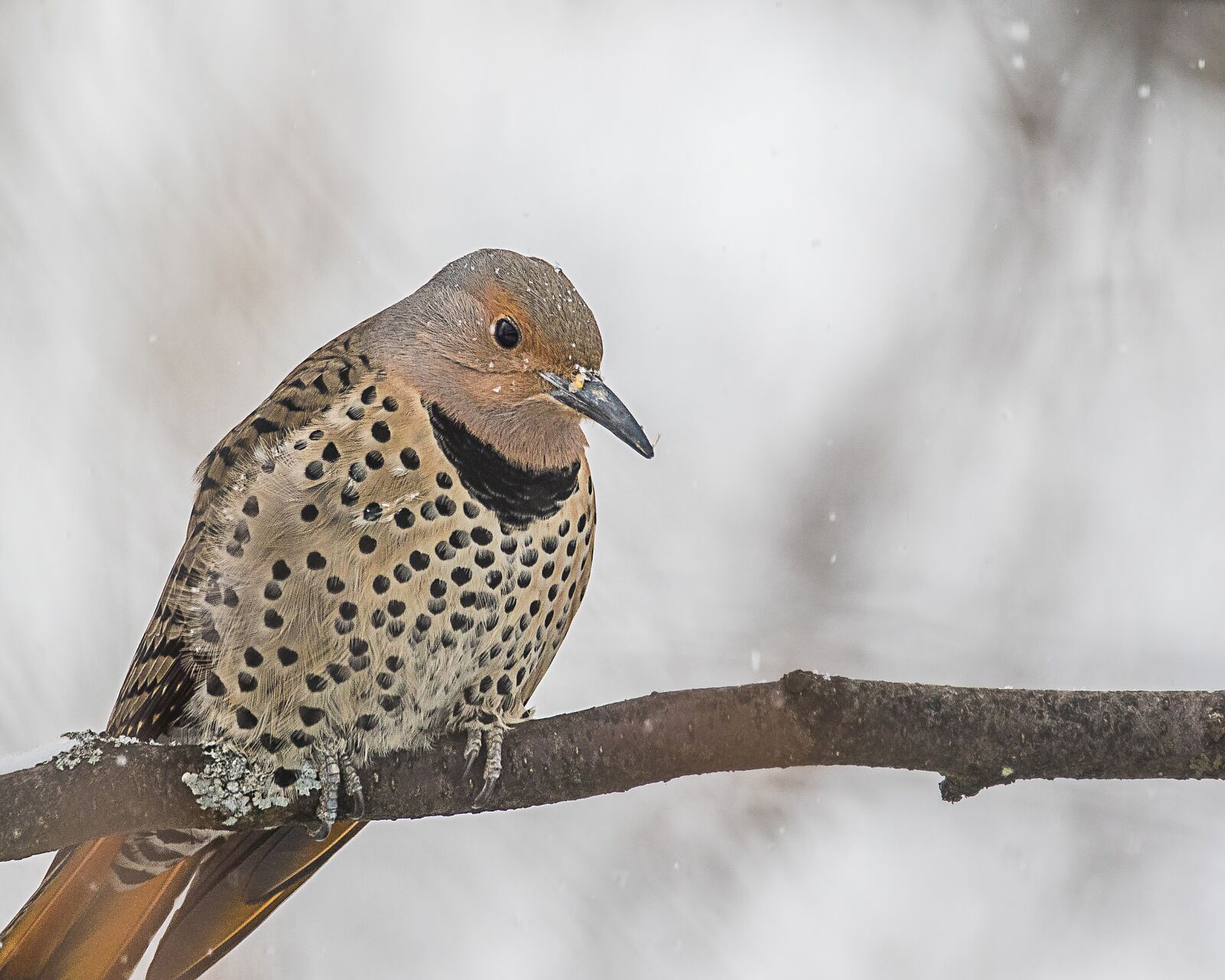 Canon EOS 7D Mark II sample photo. Woodpecker, nature, bird photography