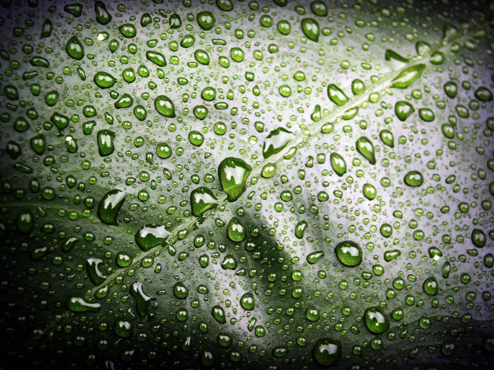 Olympus E-300 (EVOLT E-300) sample photo. Leaf, water, green photography