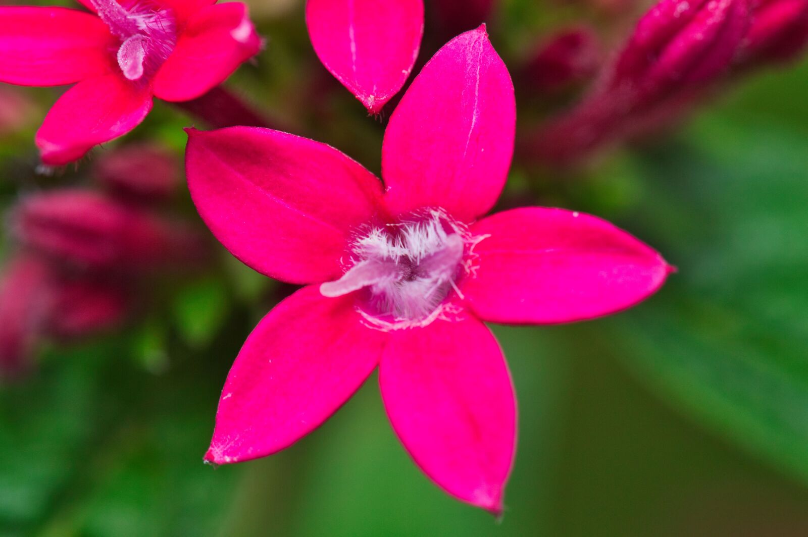 Nikon D3200 sample photo. Pink flowers, flowers, bloom photography