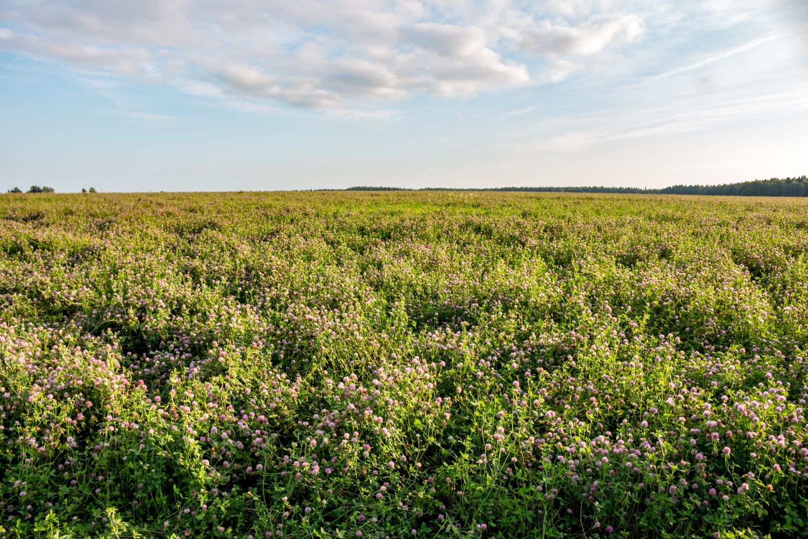Canon EOS 100D (EOS Rebel SL1 / EOS Kiss X7) sample photo. Clover, meadow, field photography