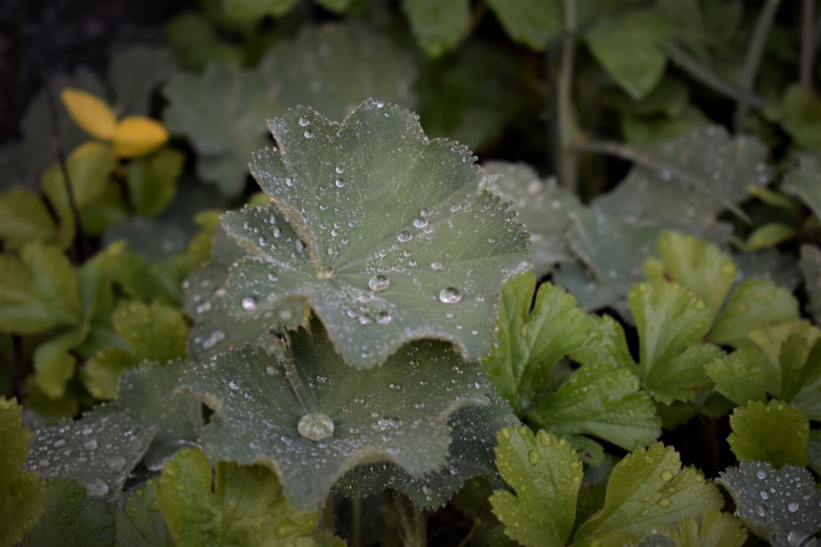 Nikon D5500 sample photo. Frauenmantel, plant, medicinal herb photography