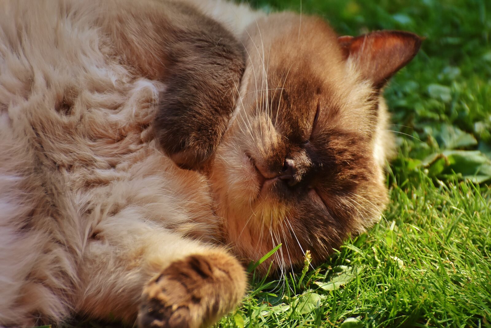 Nikon D7200 sample photo. Cat, british shorthair, thoroughbred photography