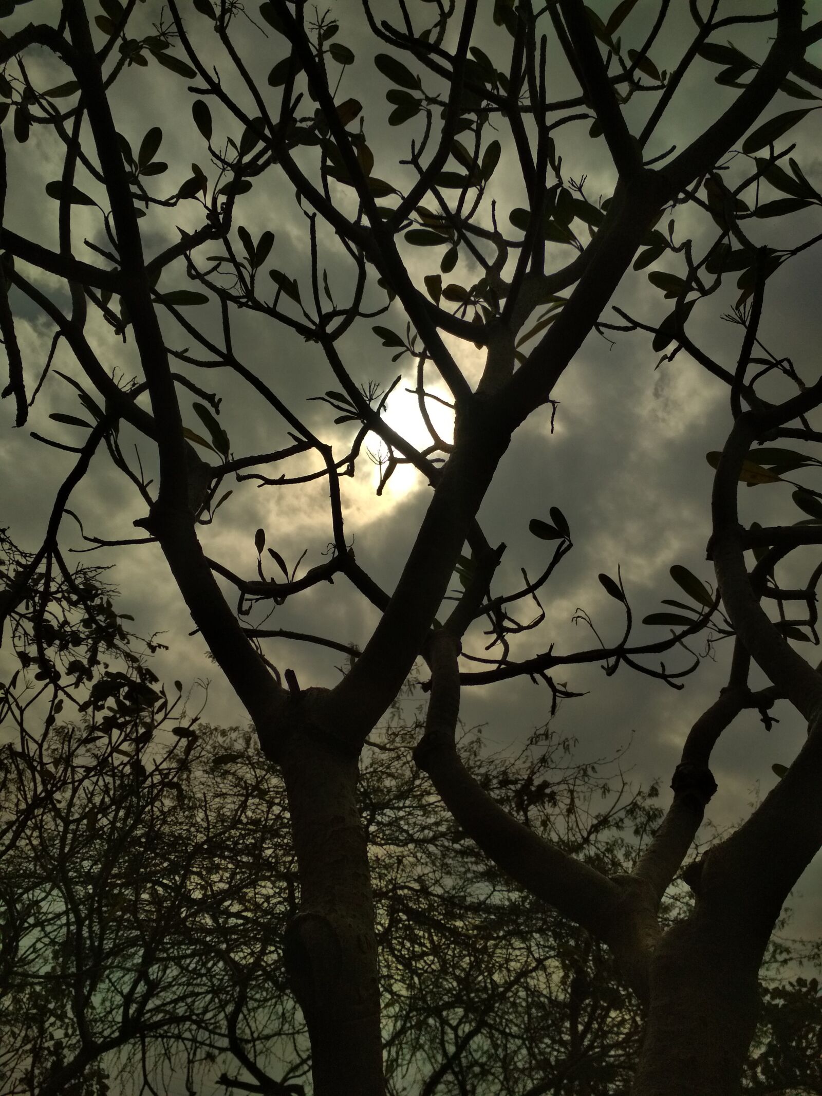 Xiaomi Redmi 4 Pro sample photo. Tree, branch, nature photography