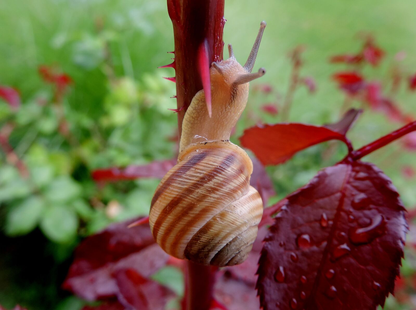 Nikon Coolpix P520 sample photo. Snail, garden, rosewood photography