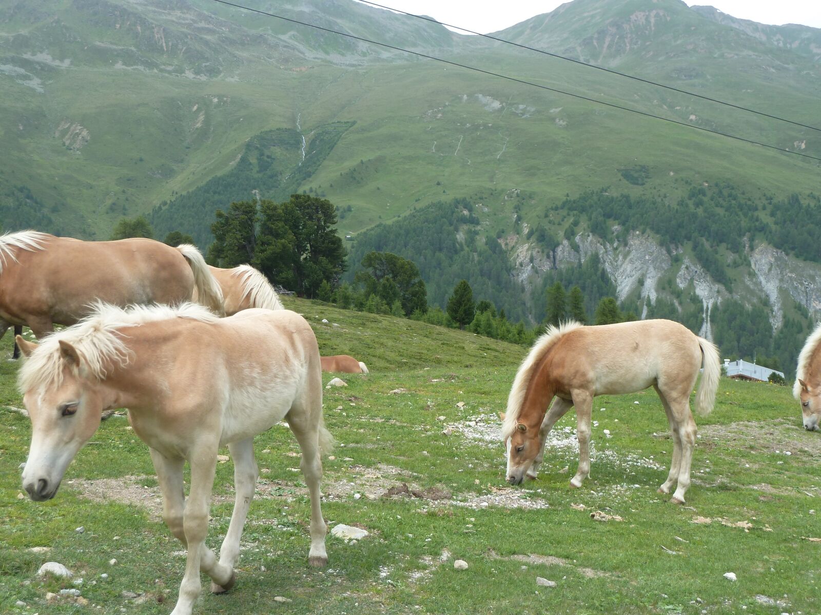 Panasonic Lumix DMC-ZS7 (Lumix DMC-TZ10) sample photo. Horses, mountains, farm photography